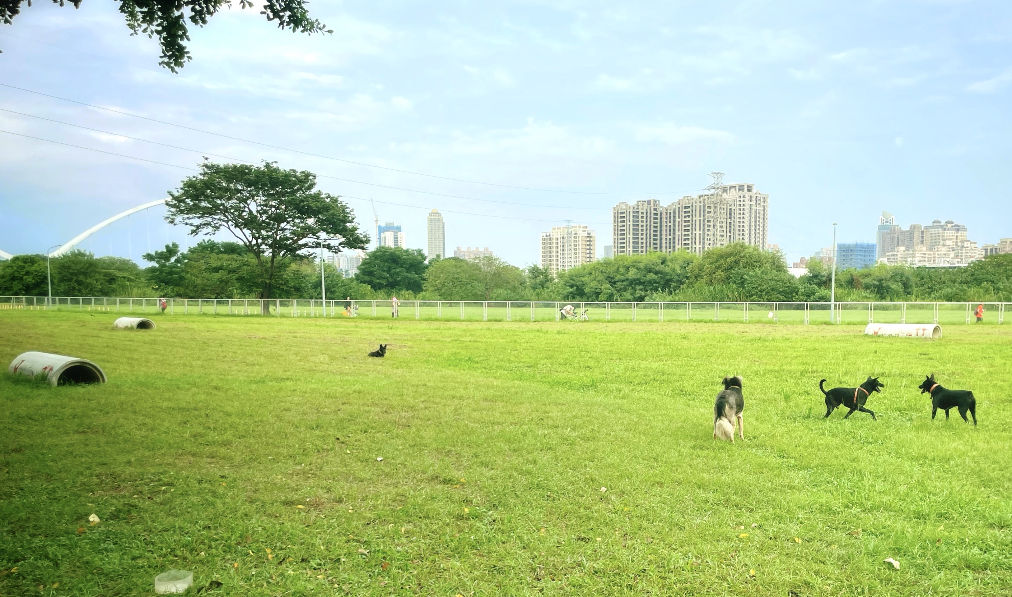 新莊寵物公園-設施草坪持續的維護讓毛孩子能安全的跑跳玩