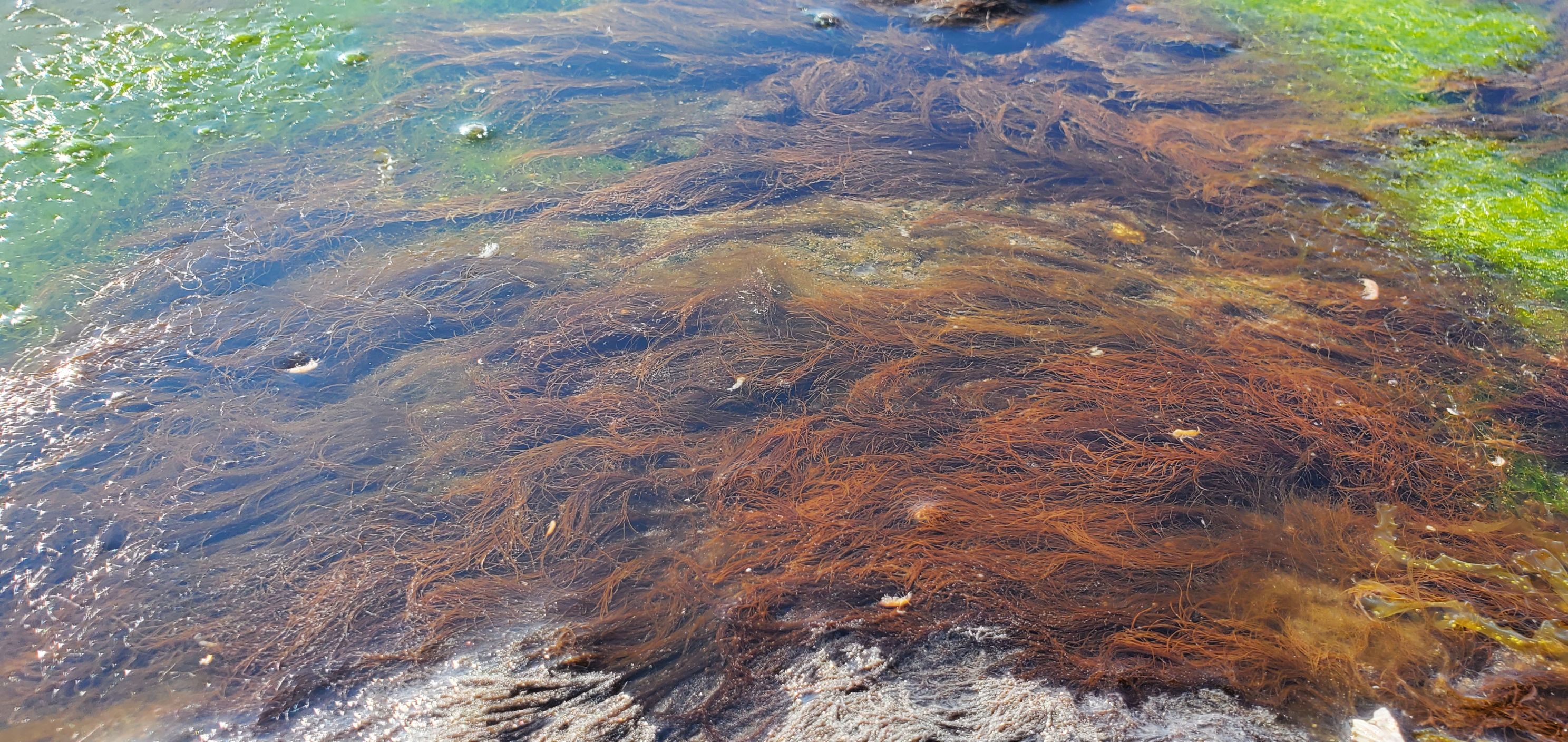 海髮菜外觀紅褐色細毛狀有如頭髮