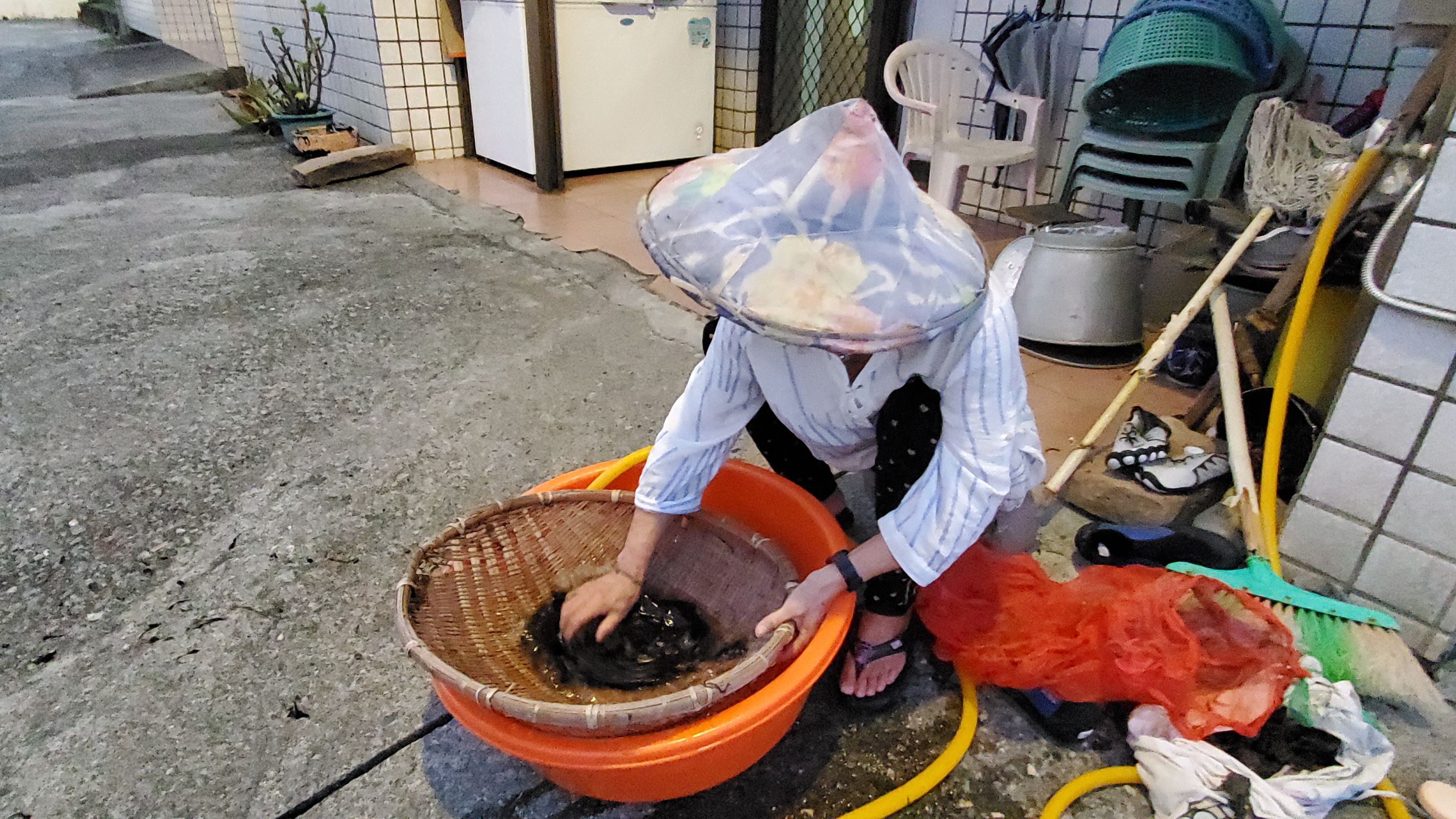 採集後的海髮菜要精心清洗去除雜物