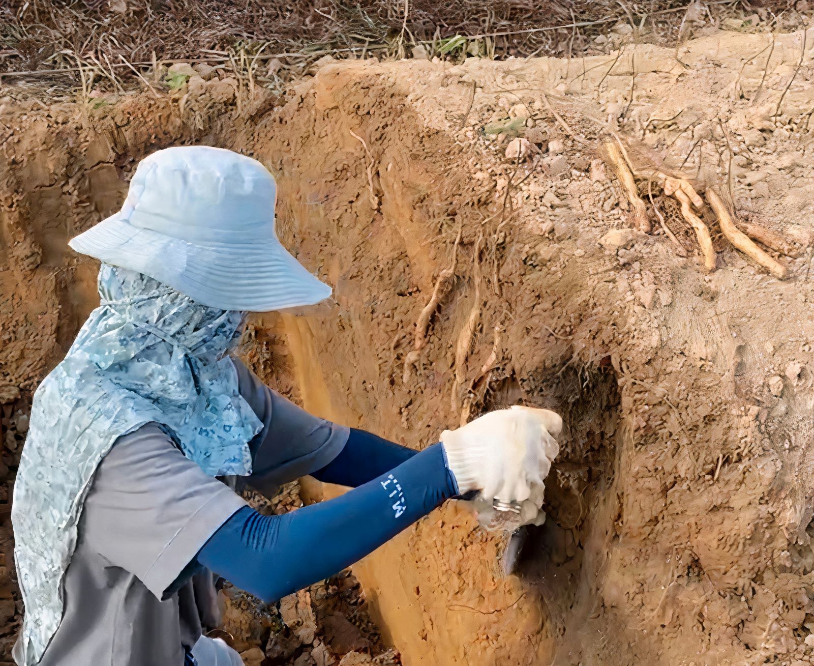 闕莉恩採收山藥