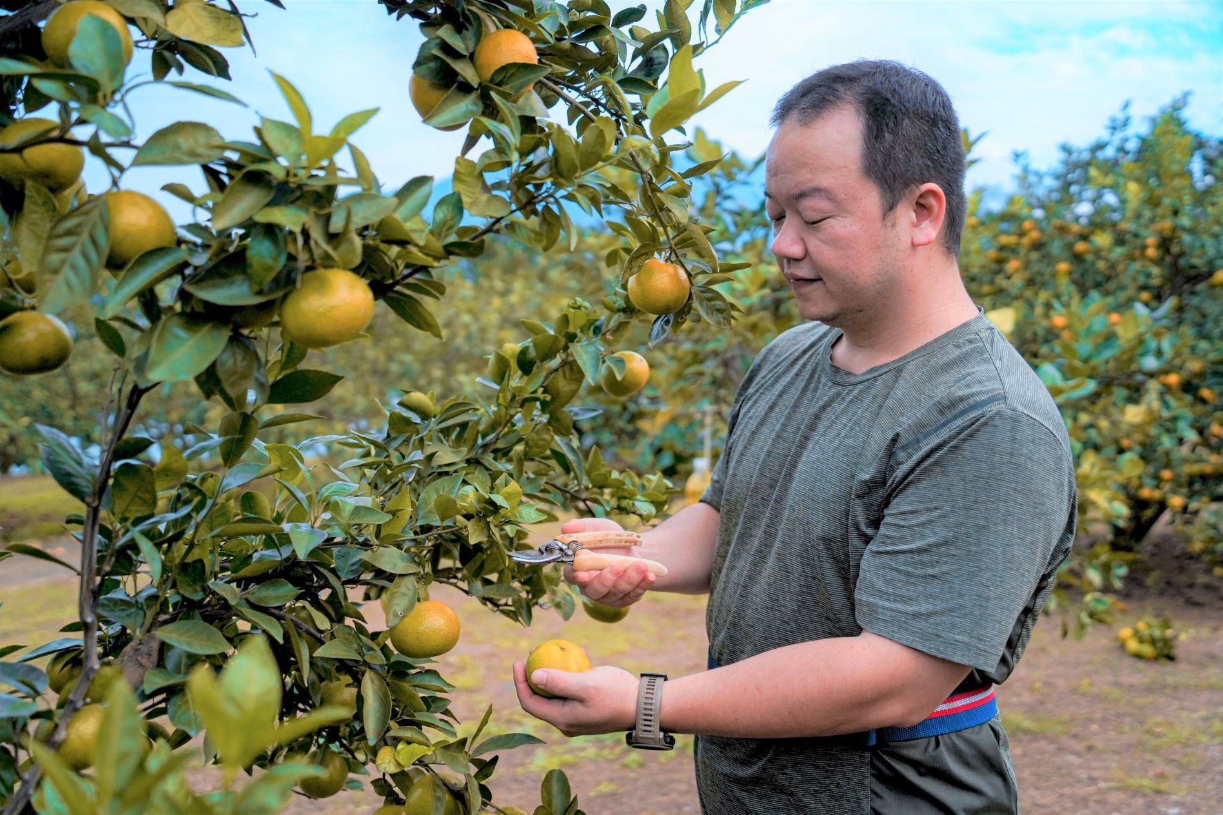 產季期間為了提供新鮮好滋味的帝王柑，在當日採收後立即販售、包裝並宅配