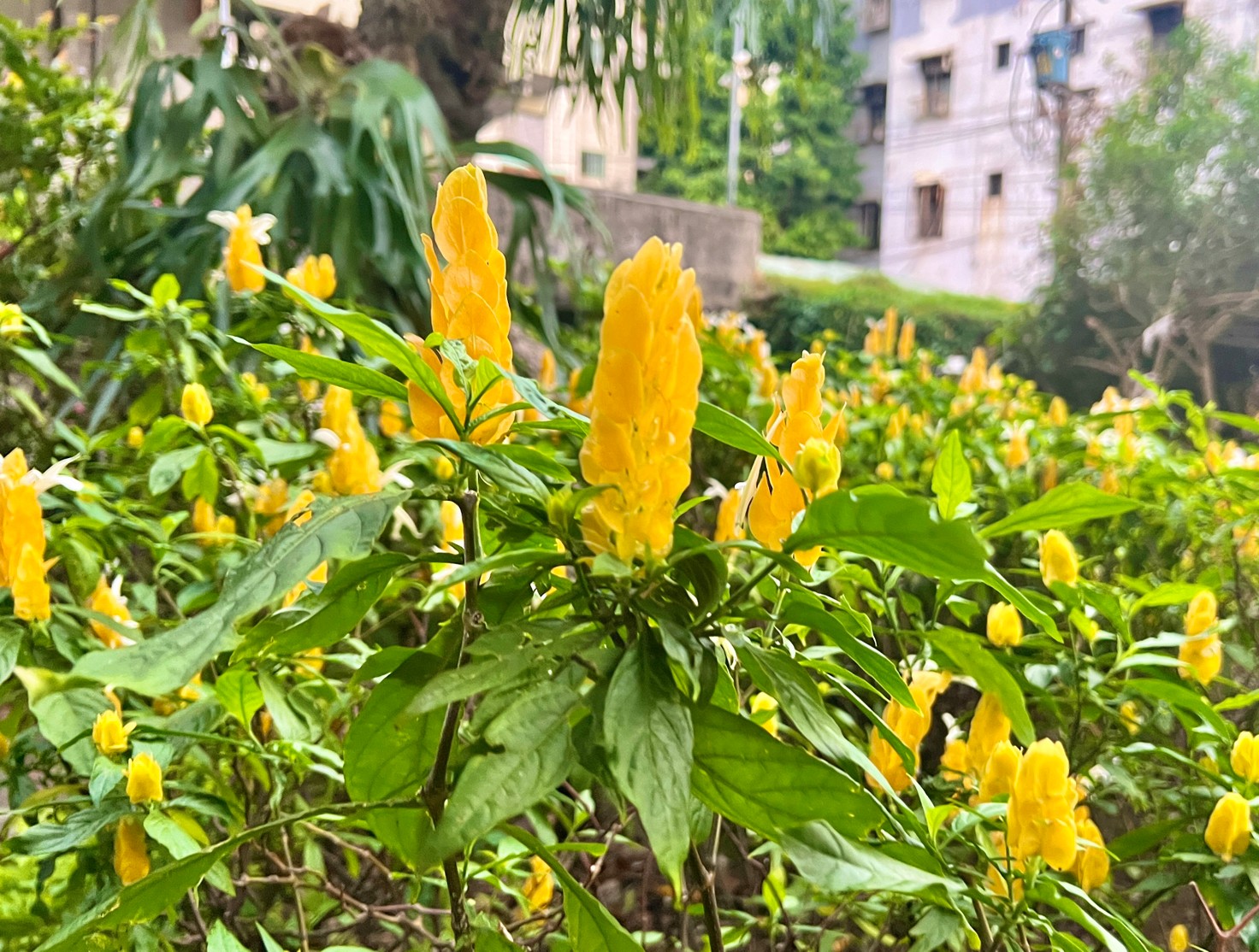 園中黃苞小蝦花(黃蝦花)是多年生的開花植物，片片鮮黃色的苞片直立而生，白色小花身藏其中，讓花圃充滿陽光活力