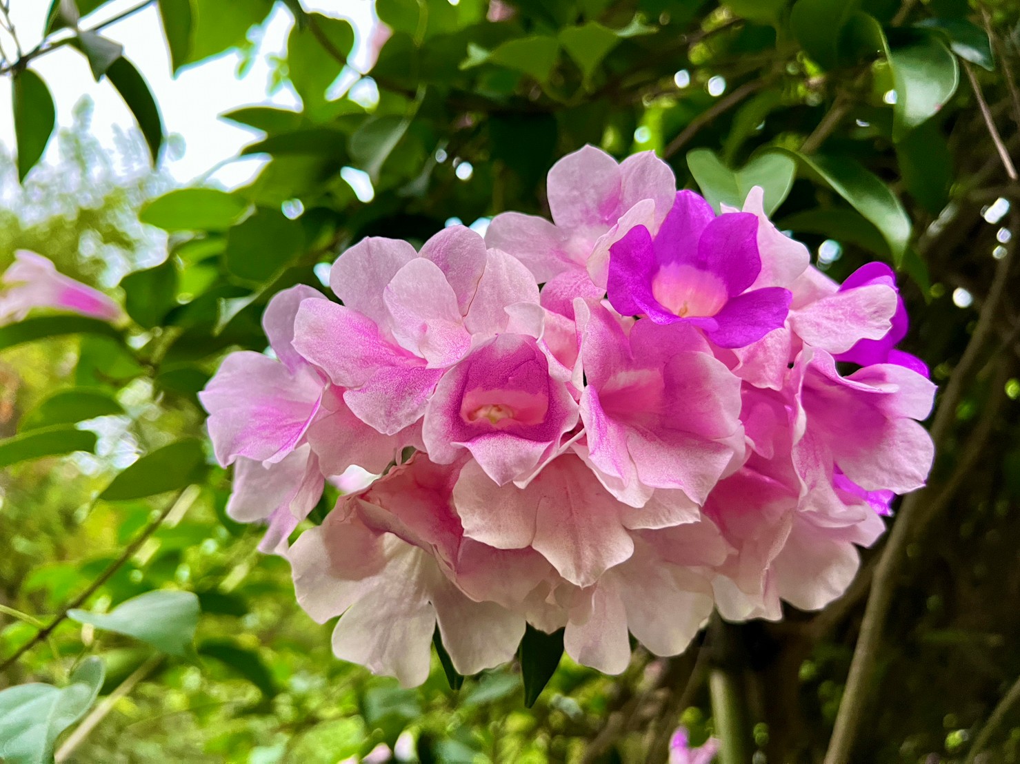 秋末蒜香藤盛開，粉紫色花朵為園區秋天的景色增添不少