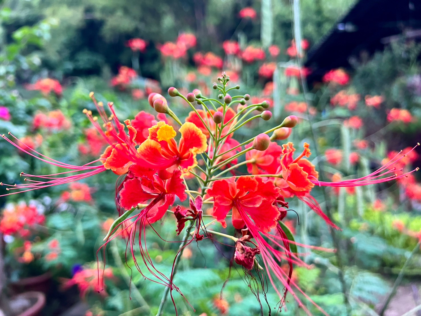 園區內紅蝴蝶是民眾不可錯過的夏季花種，花形如蝴蝶，花色橘紅