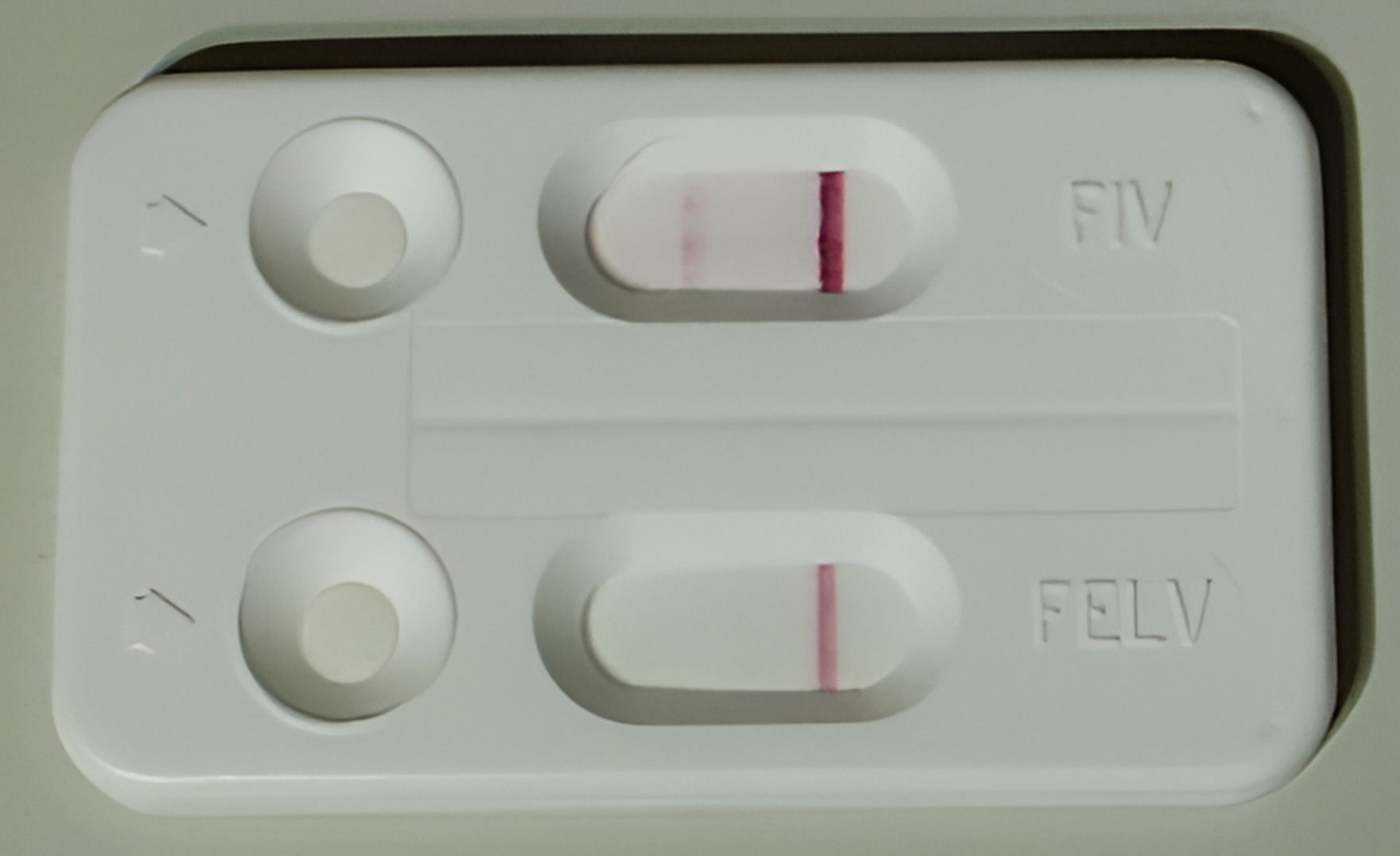 「斑斑」檢驗確診罹患貓愛滋病(FIV)