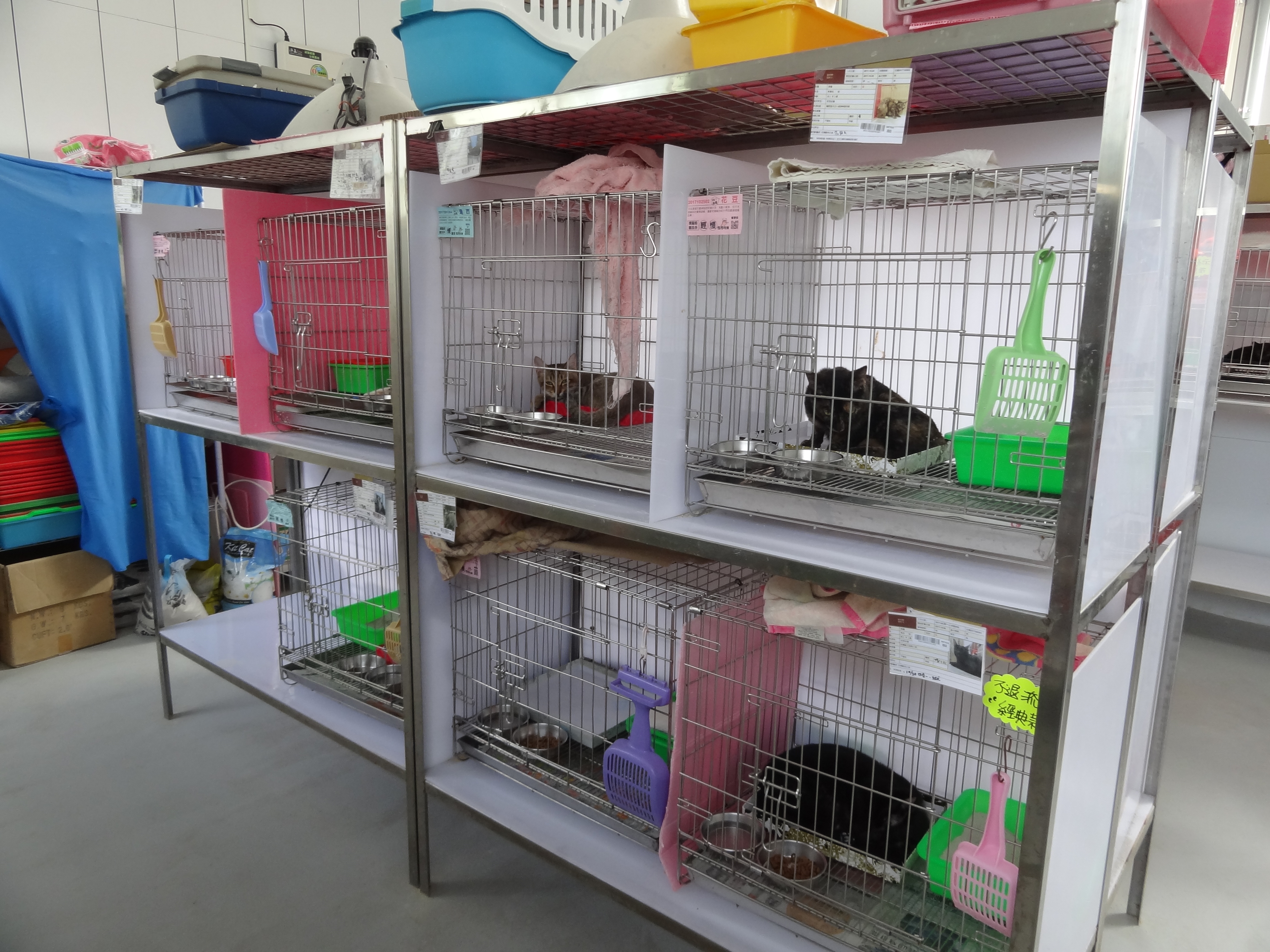 動物之家為了防止貓愛滋病傳播，將貓咪分籠照顧