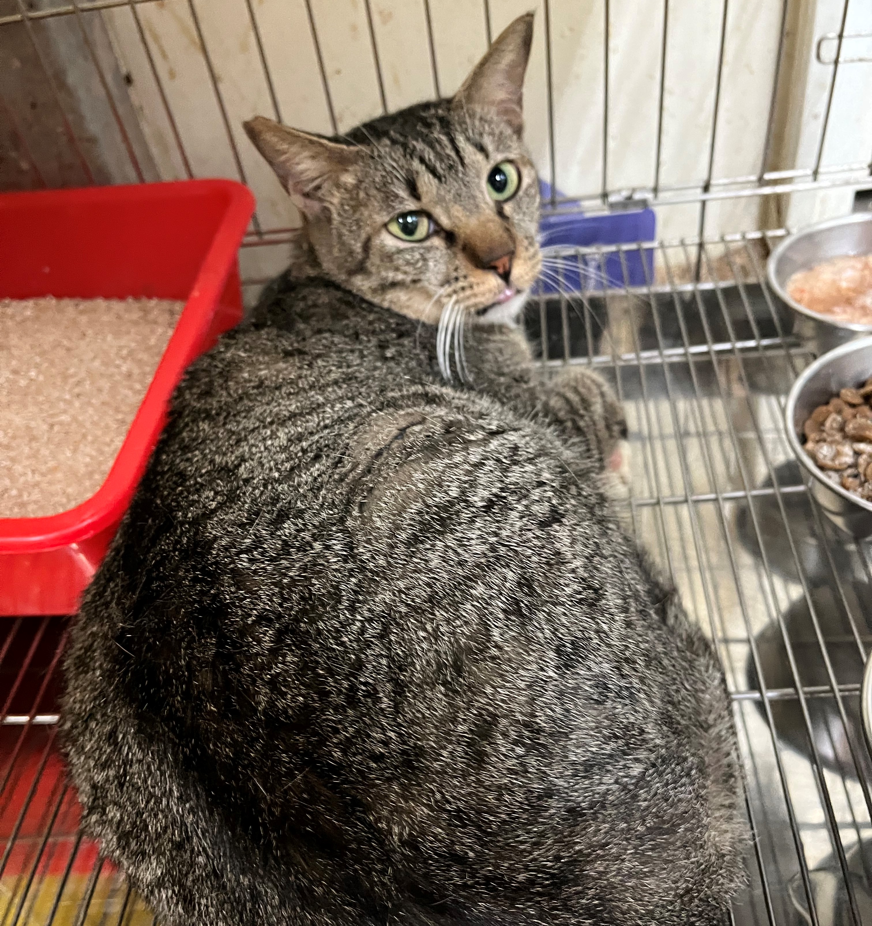 愛滋貓需單獨飼養並注意掌握照顧訣竅