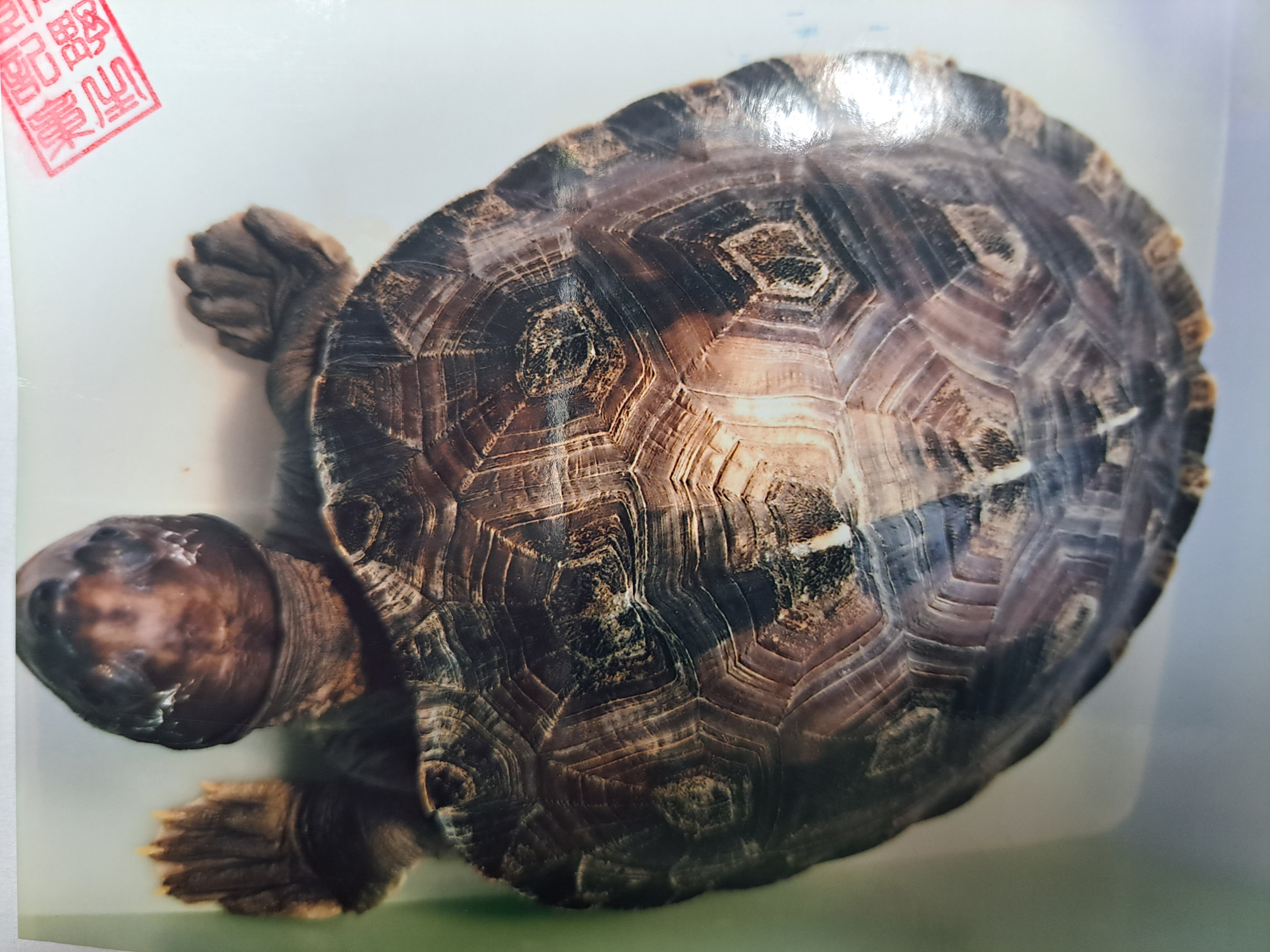 三線潮龜（Batagur borneoensis），又名西瓜龜人為盜獵使種群面臨威脅。已列為瀕危野生物種。