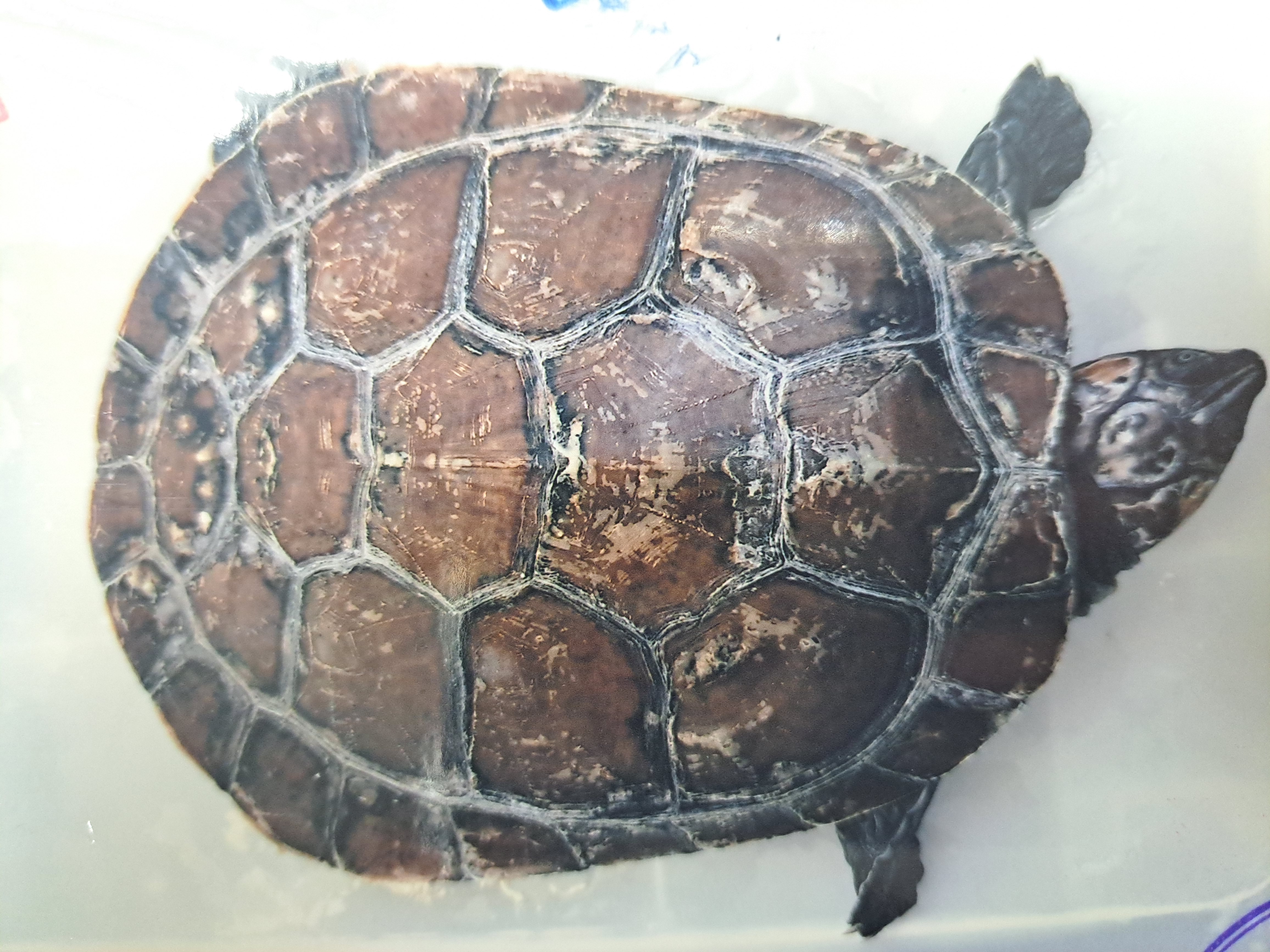 巨型側頸龜（Podocnemis expansa）屬南美側頸龜。是最大側頸龜，也是拉丁美洲最大淡水龜。