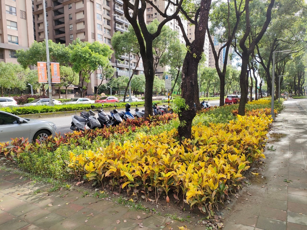 利用常綠觀葉植栽，如撒金變葉木及彩霞變葉木形塑色彩繽紛步行空間(大雅路至大義路)