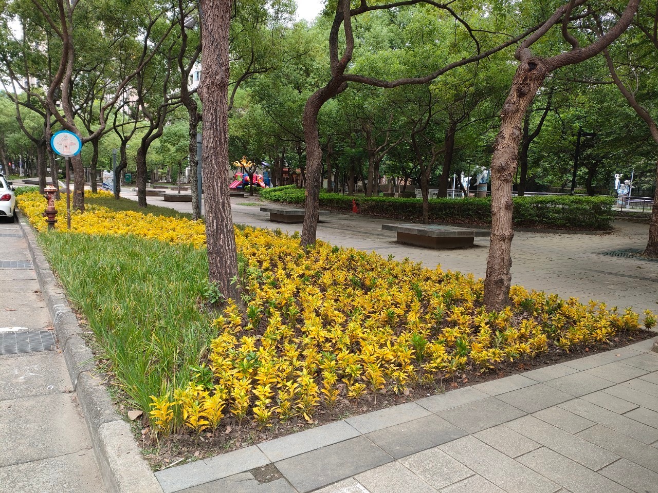 以曲線及多色的植栽交織成繽紛且活潑的步行空間(大義路至大德路)