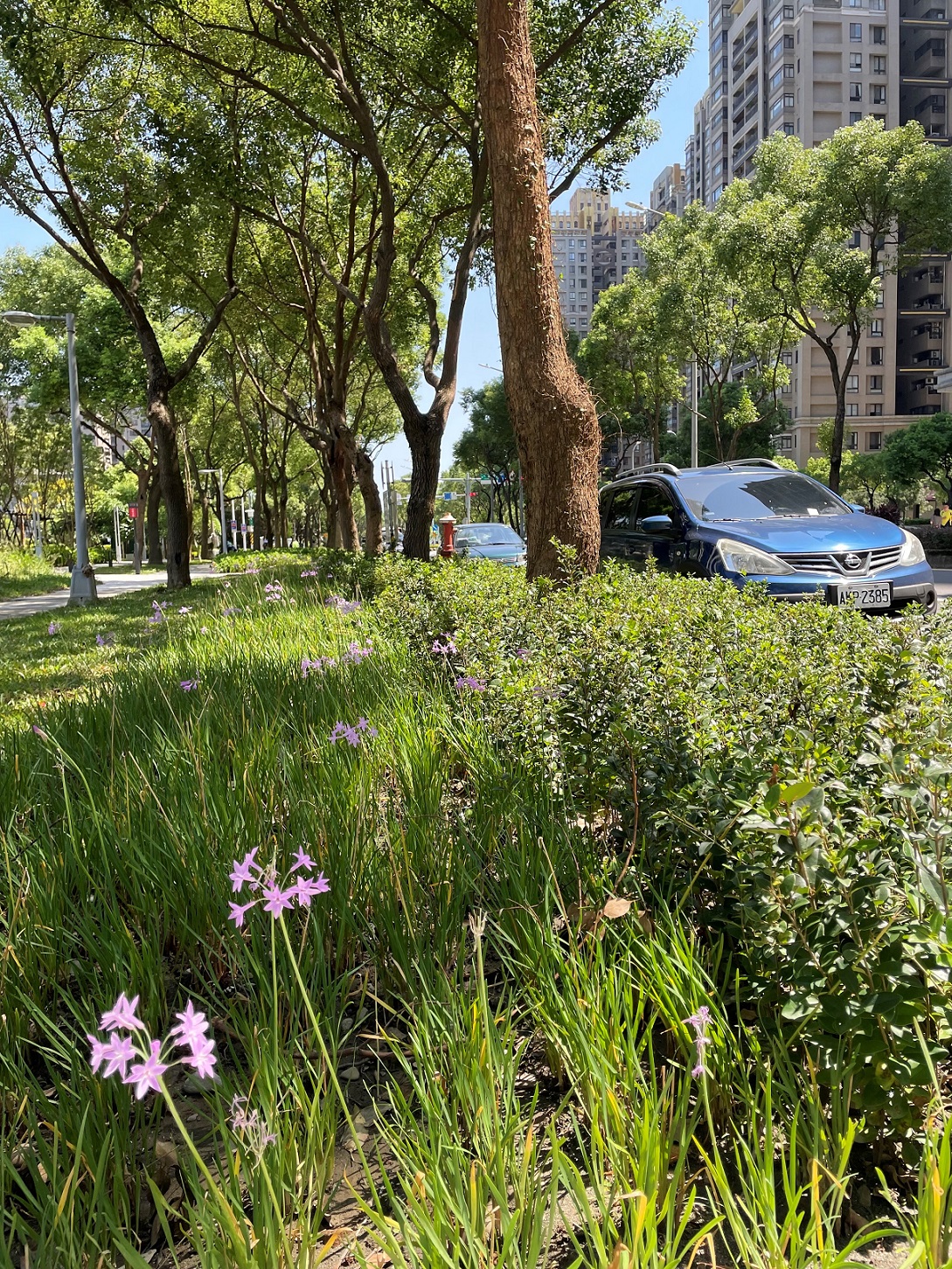 北大特區森林公園前種植紫嬌花，花朵小巧精緻，細葉如蔥，營造活潑氛圍