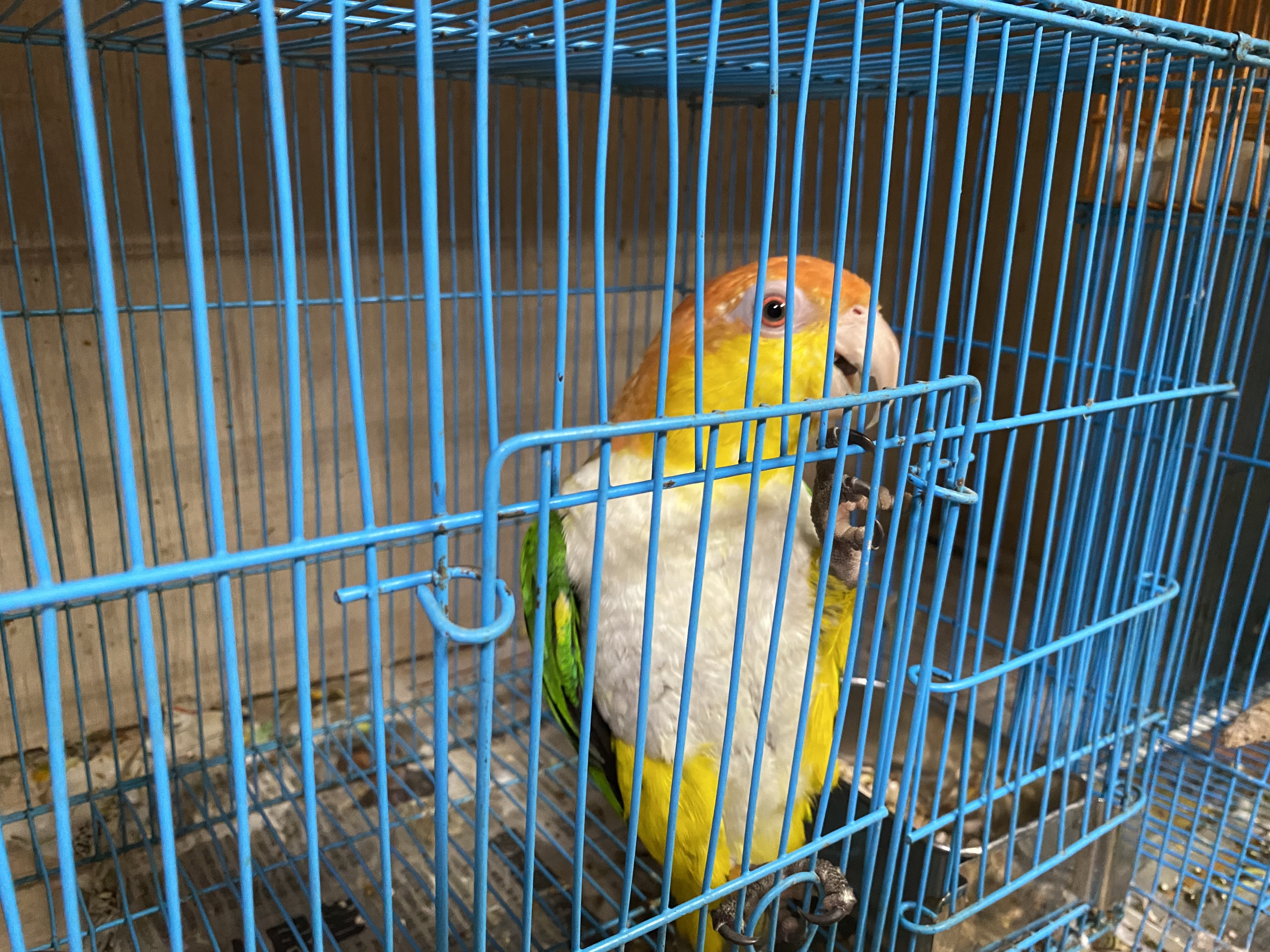 鸚鵡聰明會開鎖，常逃逸，飼養之前，請先了解鳥類並不如想像中容易飼養