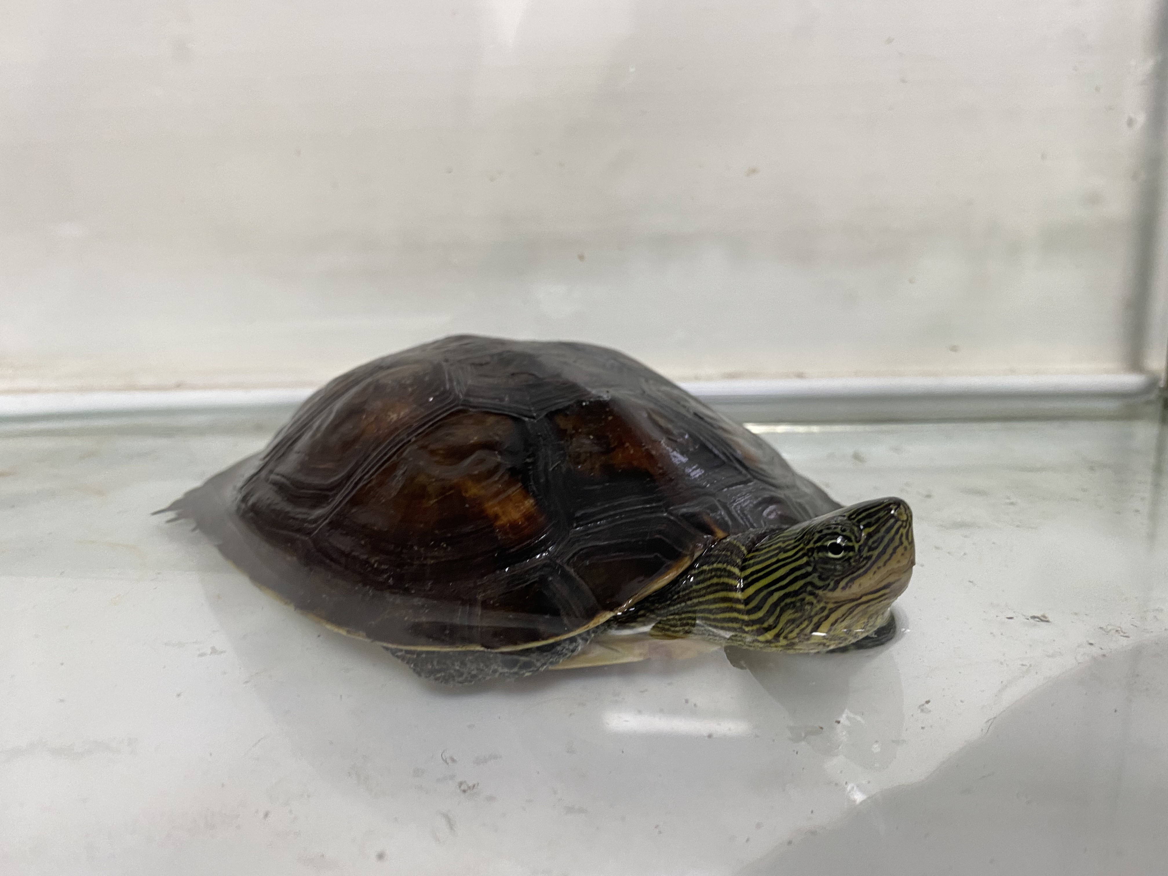 飼養之前，請先了解龜類並不如想像中容易飼養，龜類不全然是溫馴的生物
