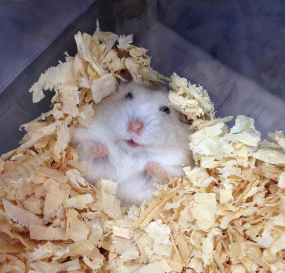 倉鼠及小鼠等其他鼠類為夜行性動物，夜晚製造噪音，鼠類動物天性喜歡啃咬，繁殖力強大，容易造成過度繁殖