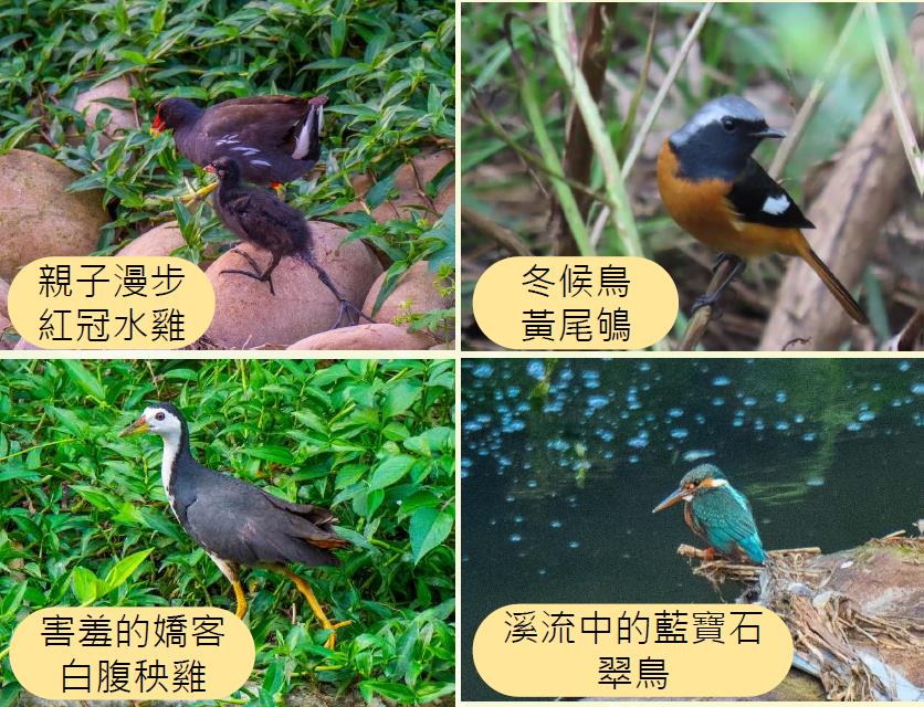 藤寮坑溝及大窠坑溪有豐富物種回歸