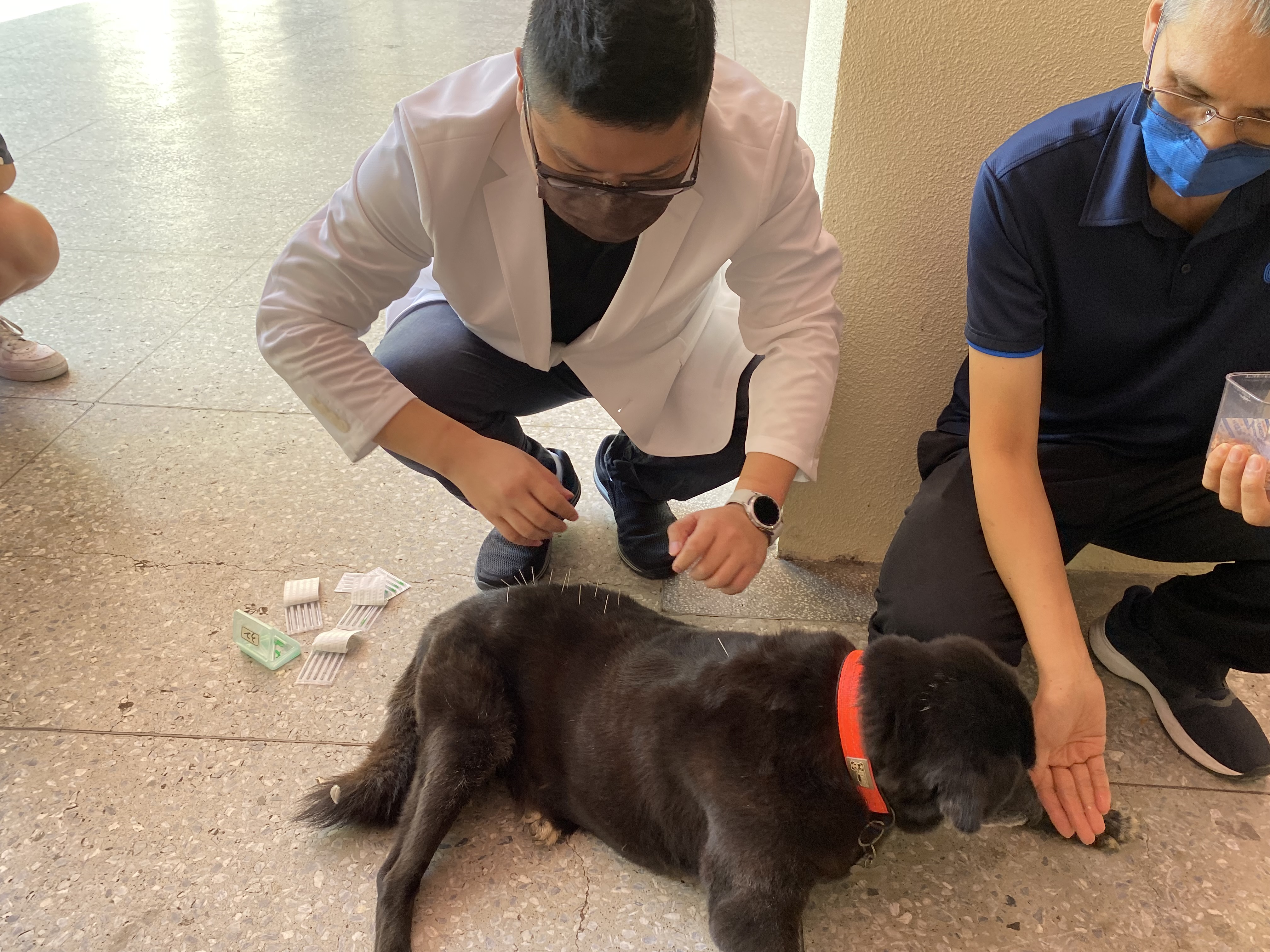 動物醫院獸醫師為動物針灸
