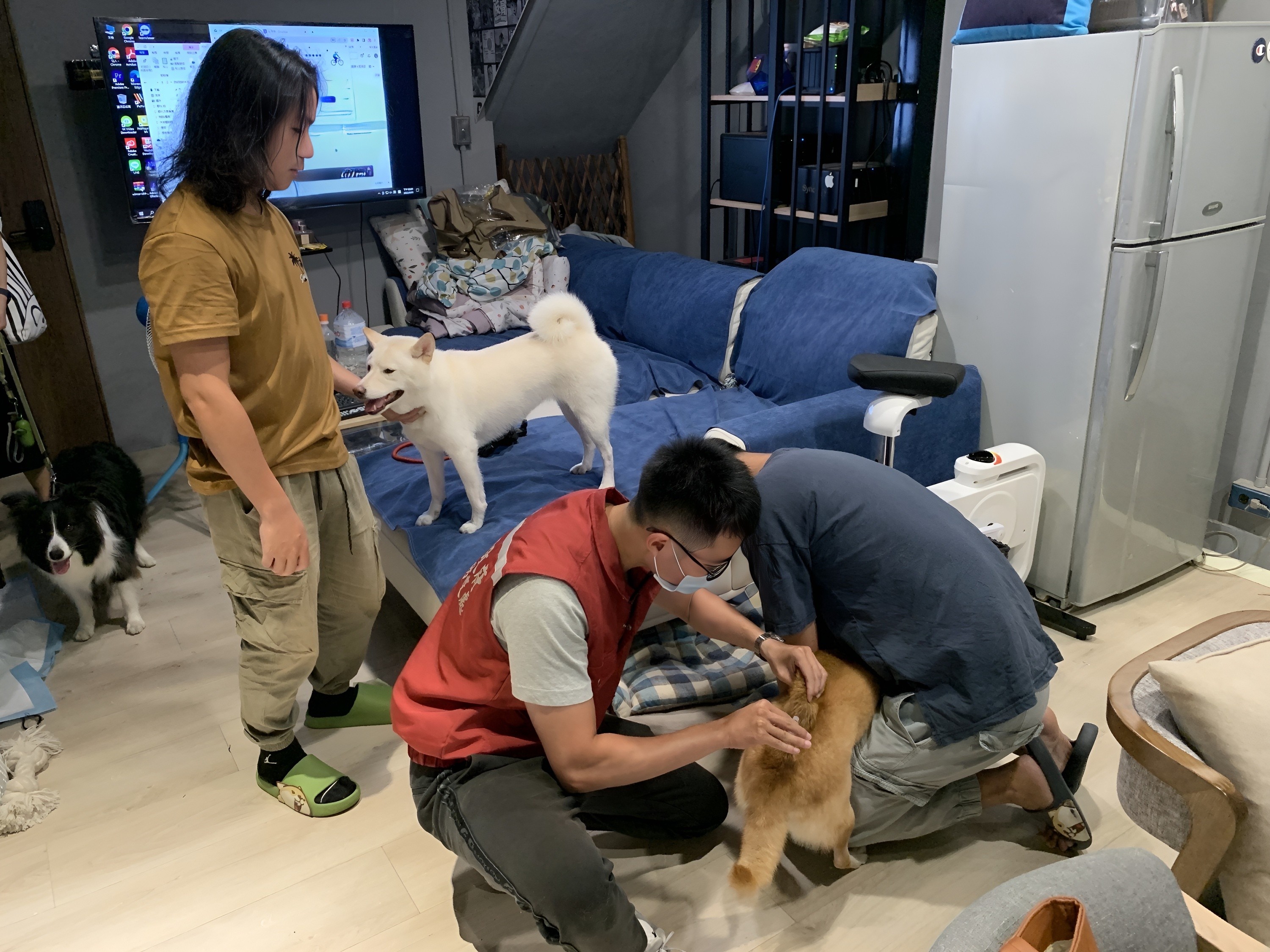 動保處獸醫師為動物施打狂犬病疫苗