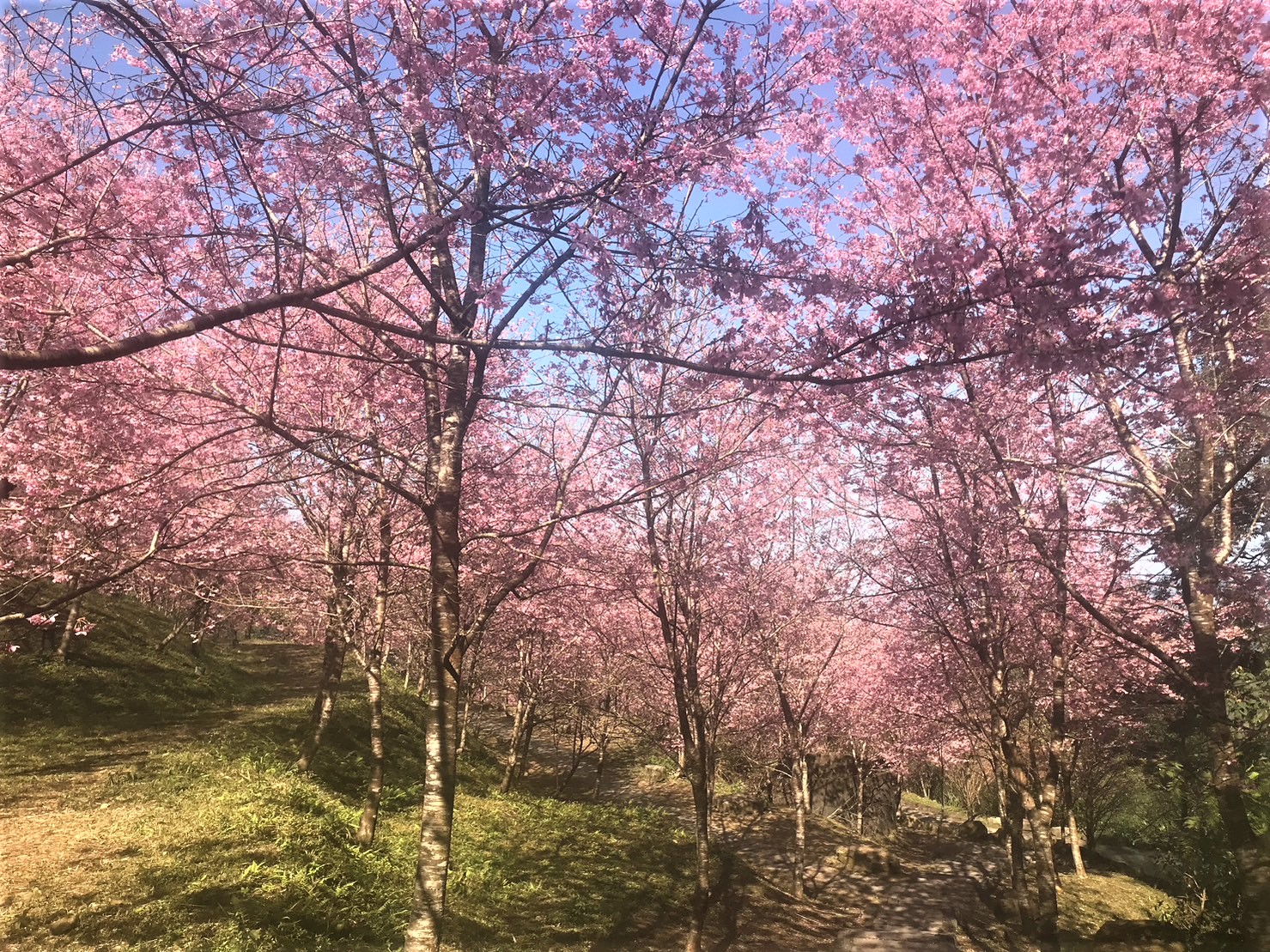 熊空森林休閒農場櫻花美景(資料照片)