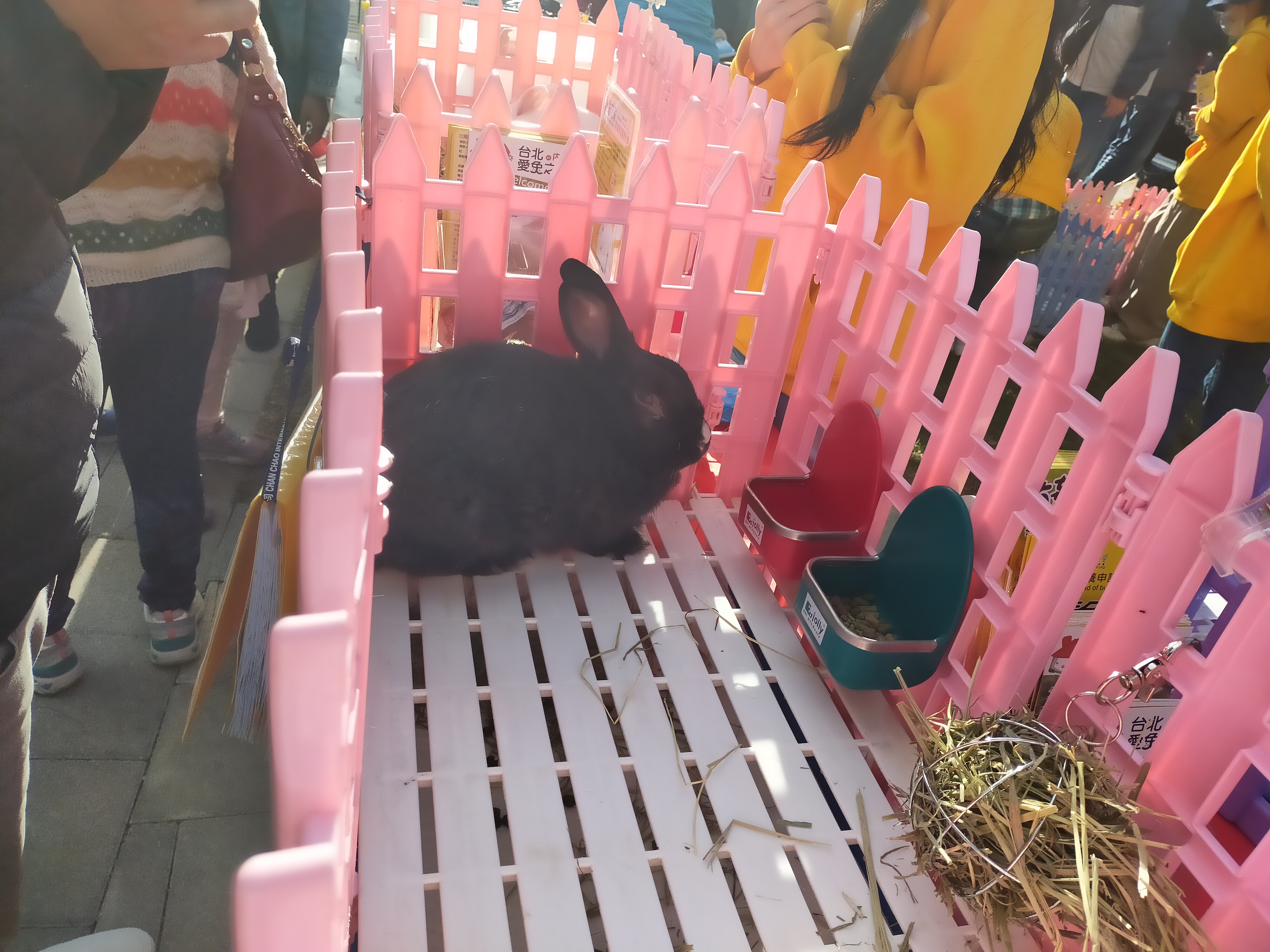 牧草是兔子的主食，飼養時要注意提供乾淨的飲水