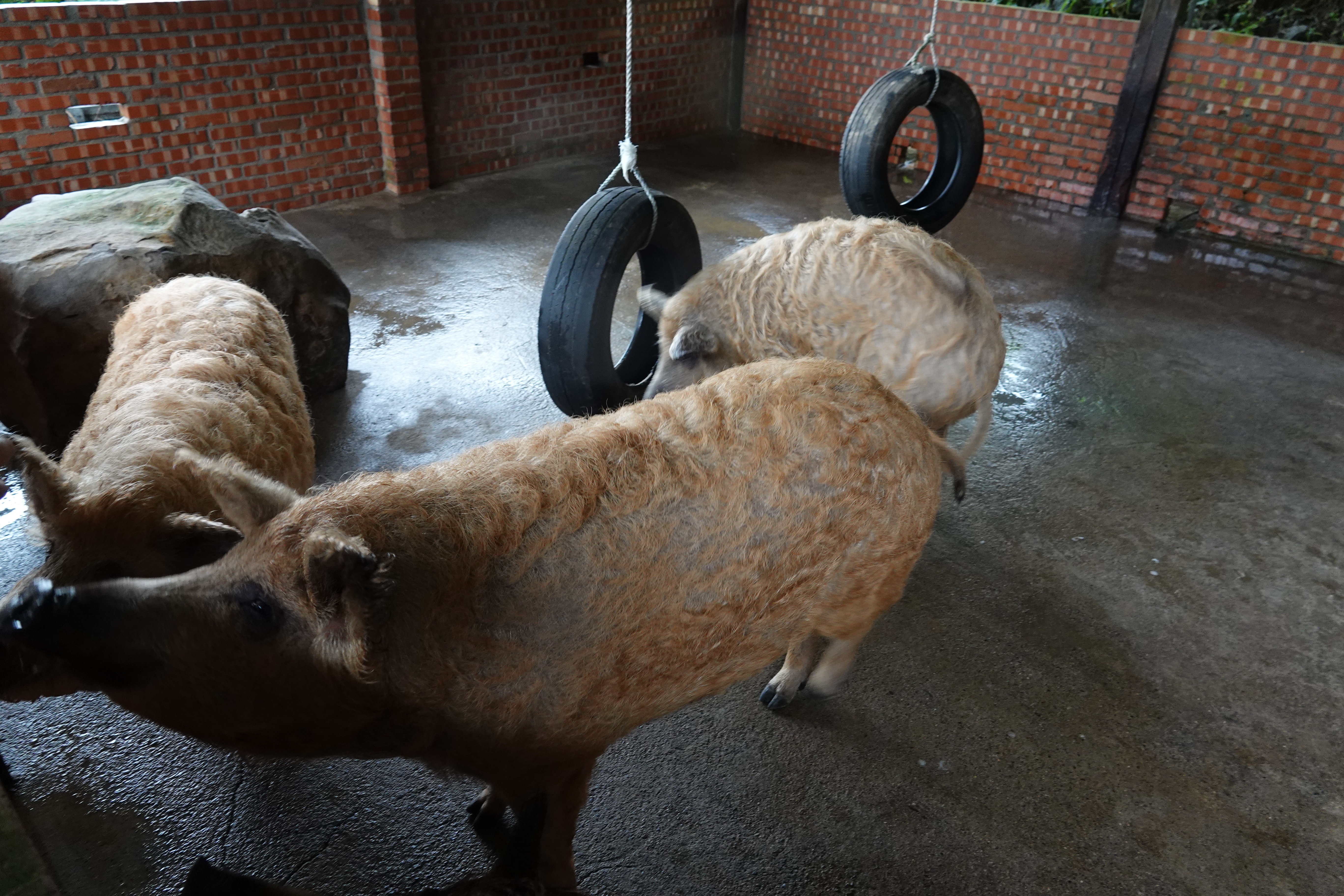 豬隻飼養環境擺設石塊和輪胎以提高環境豐富度
