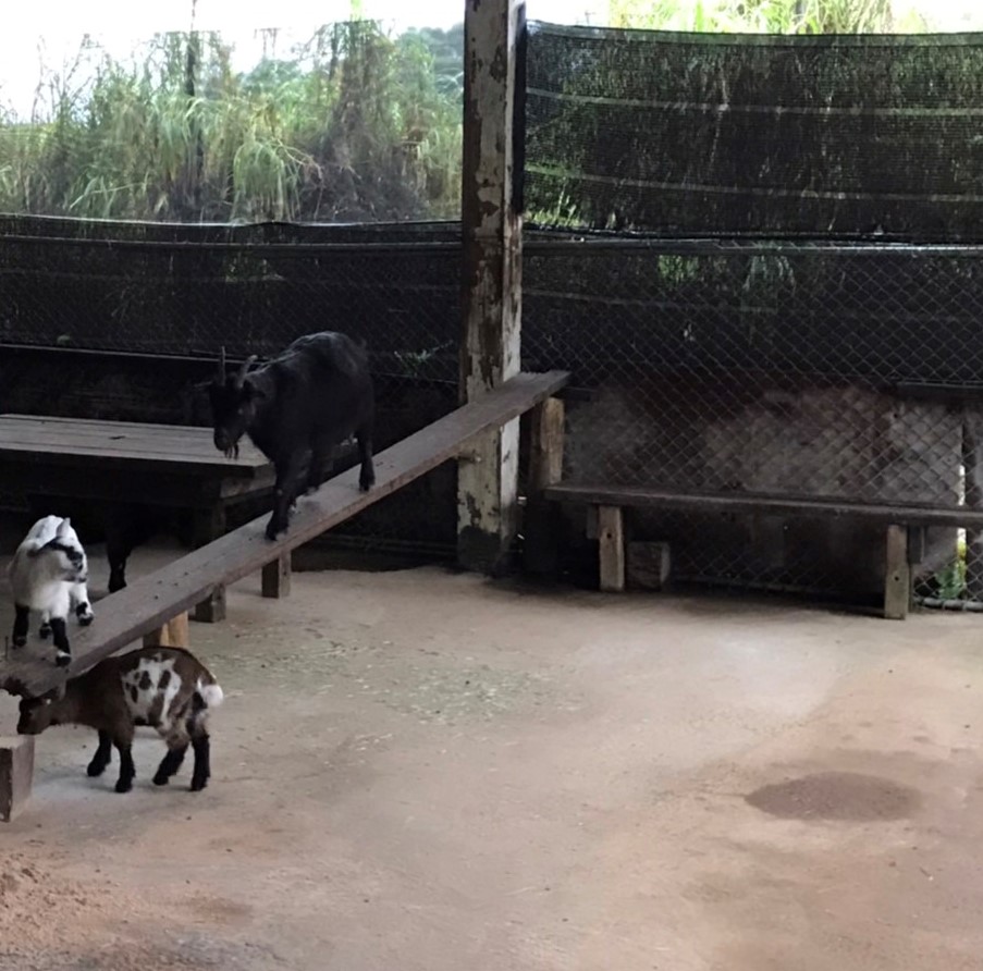 羊隻飼養環境裝設木橋以提高環境豐富度
