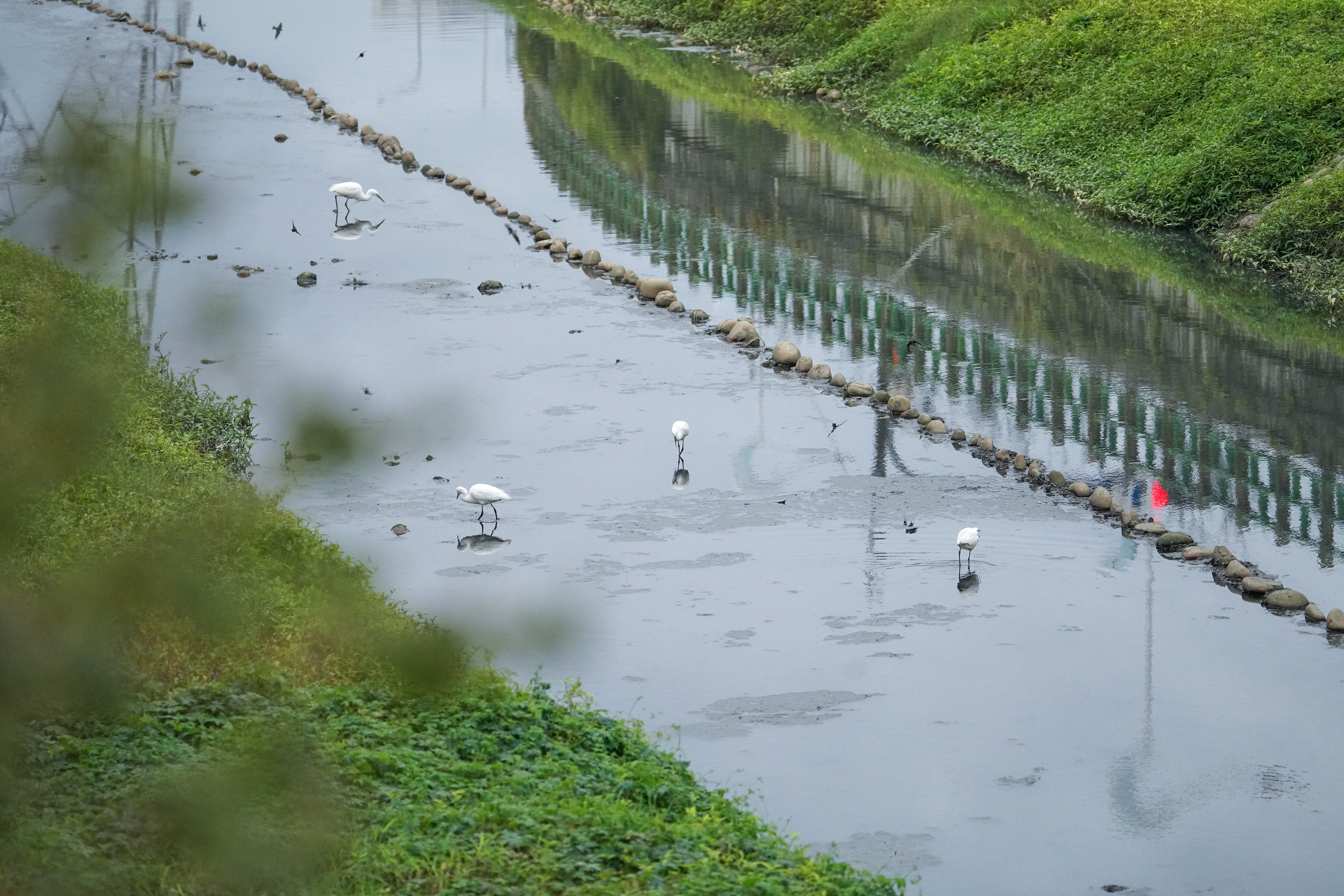 白鷺鷥現蹤鴨母港溝