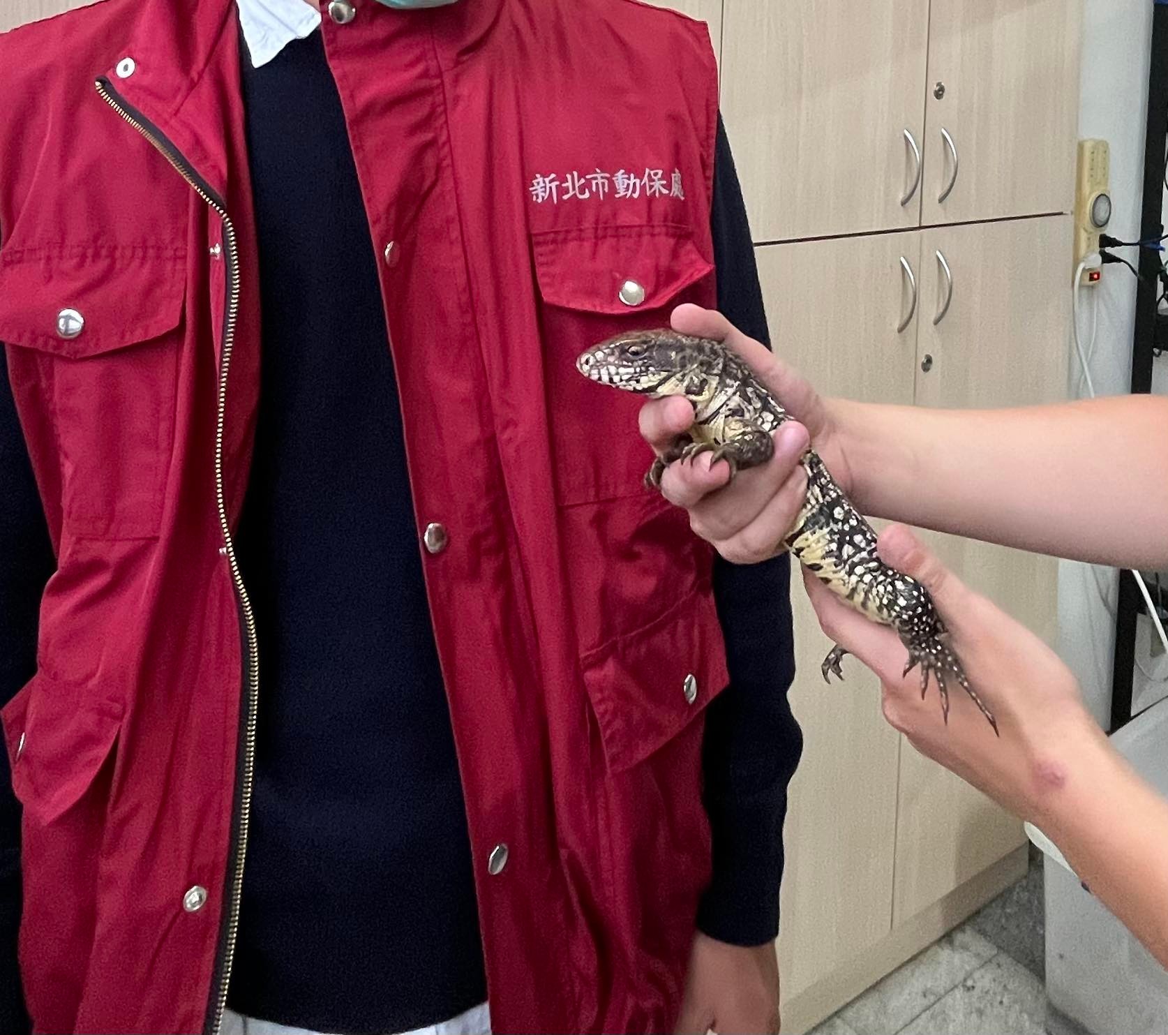 新北市動保處捕獲之金南美蜥，在後續訪查時已可輕易上手