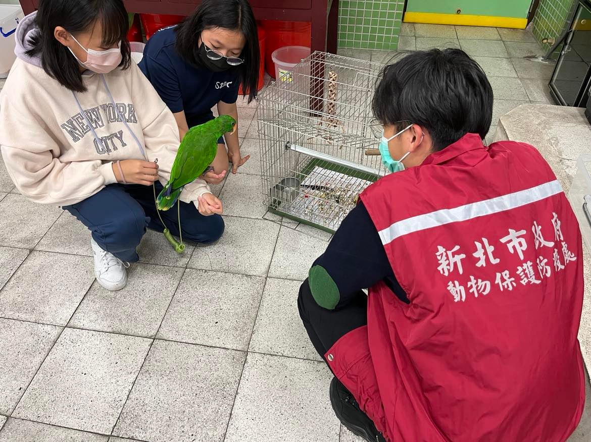 學生照顧的折衷鸚鵡