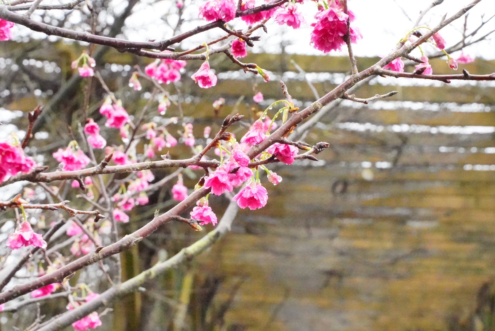三生步道花況五成。歡迎來賞花