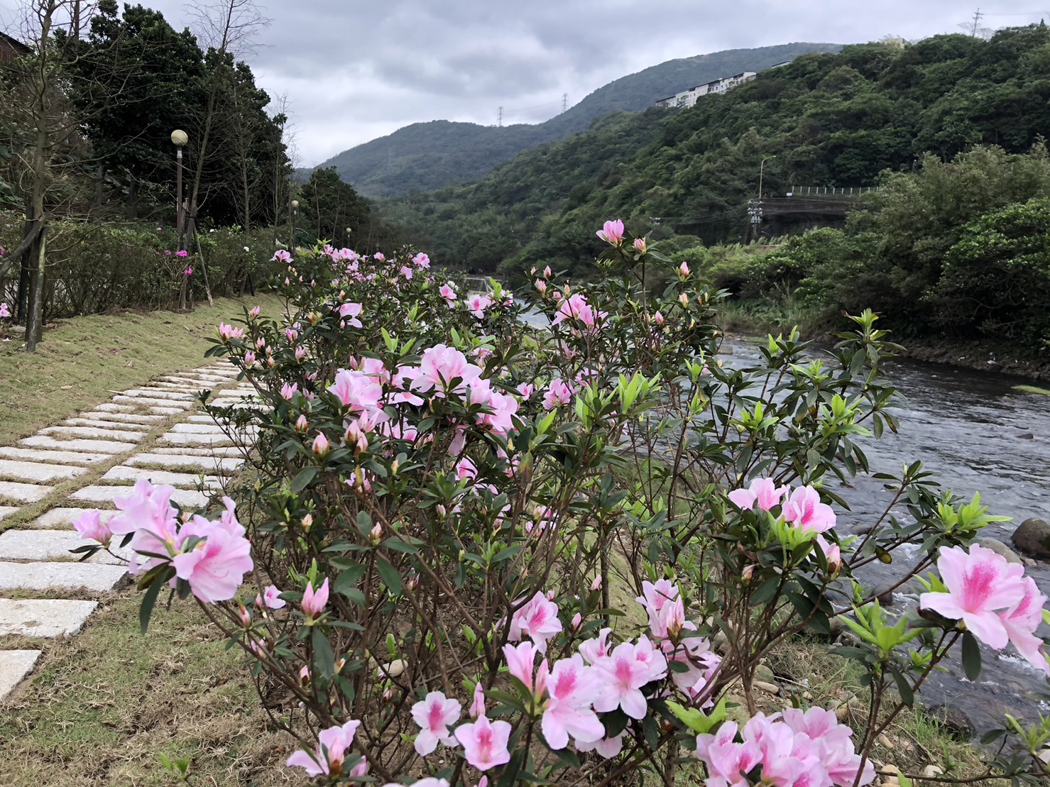 新北市萬里、金山是杜鵑花苗主要產區，全臺8成杜鵑花來自該地區，所培育品系高達300多種，更是全臺之冠