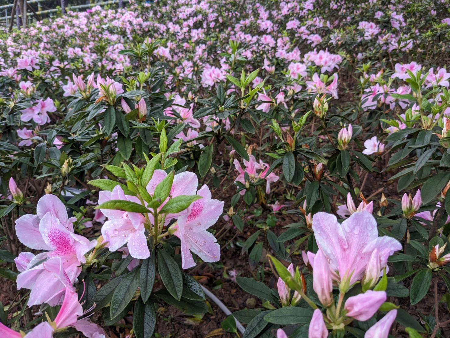 萬里區瑪鋉溪畔的運動公園及觀光公園廣植1萬7千株杜鵑花海，整體展區也達到1.5公頃