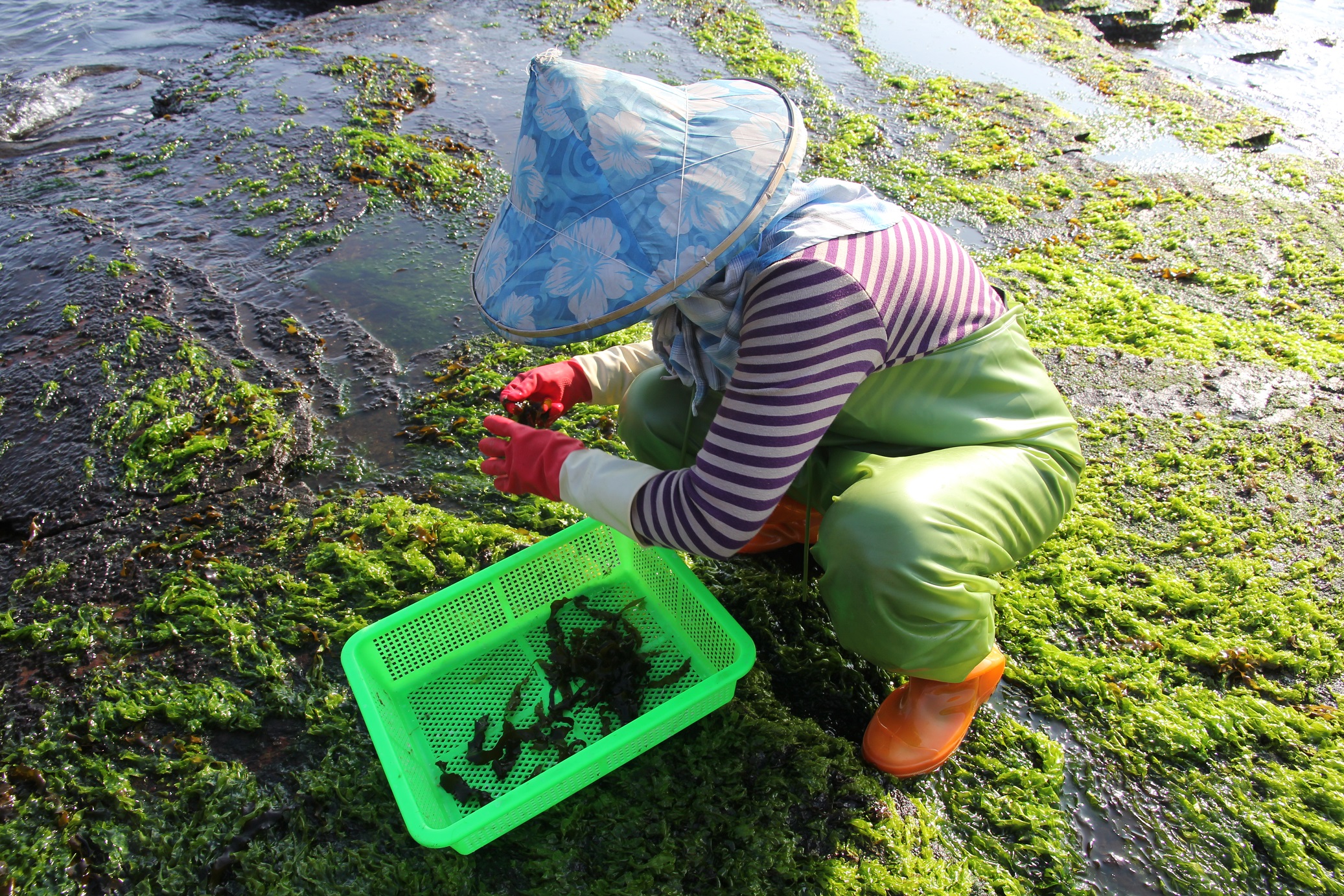 海女辛苦採摘小海帶