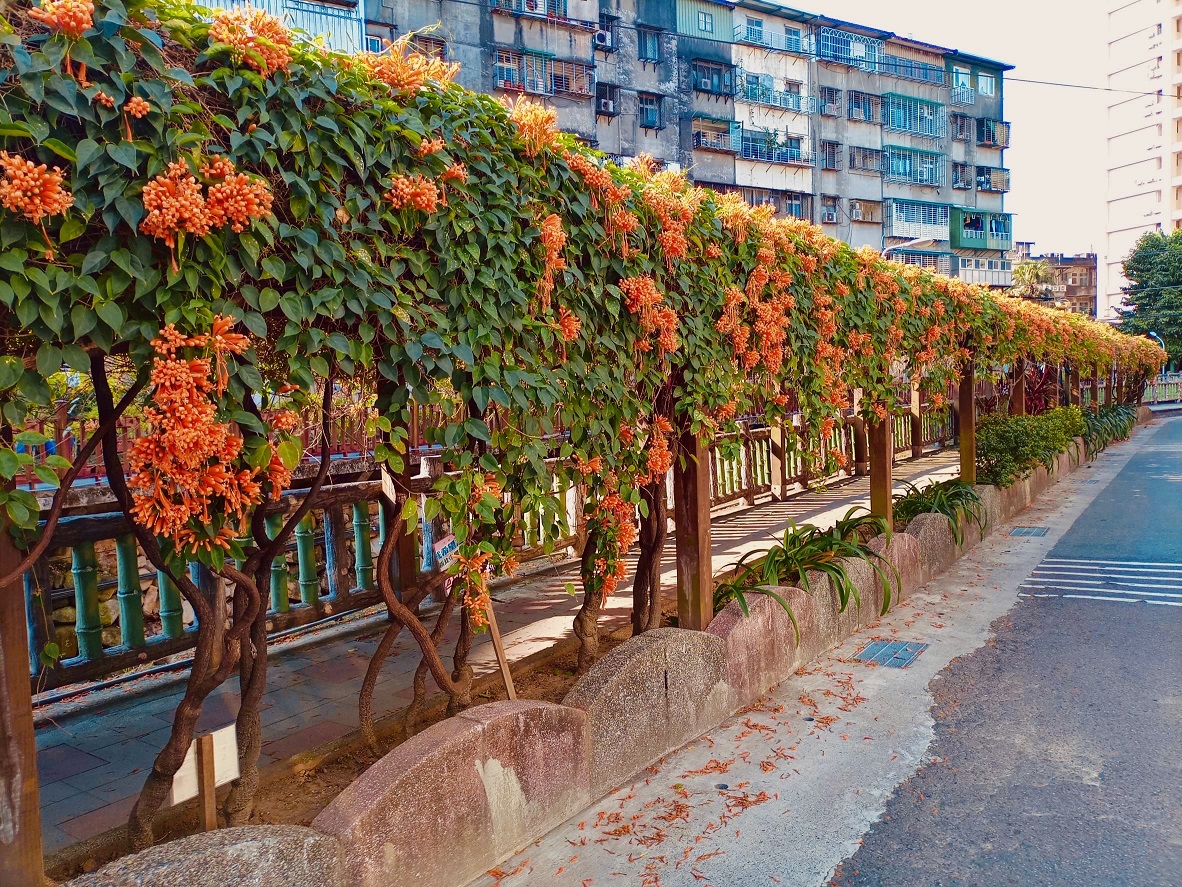 土城希望之河水畔兩岸充滿延伸感的炮仗花海