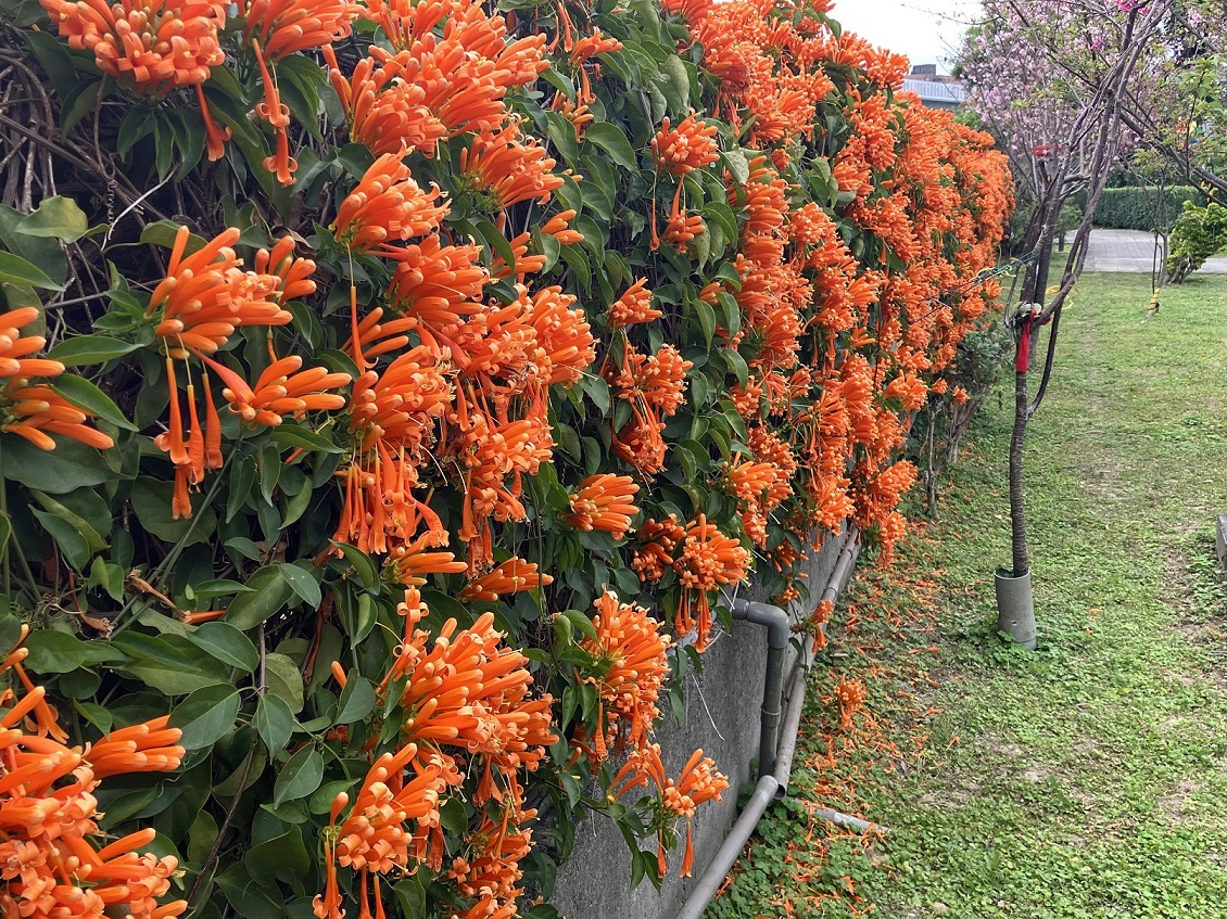 泰山黎明步道花園盛開繽紛的炮仗花