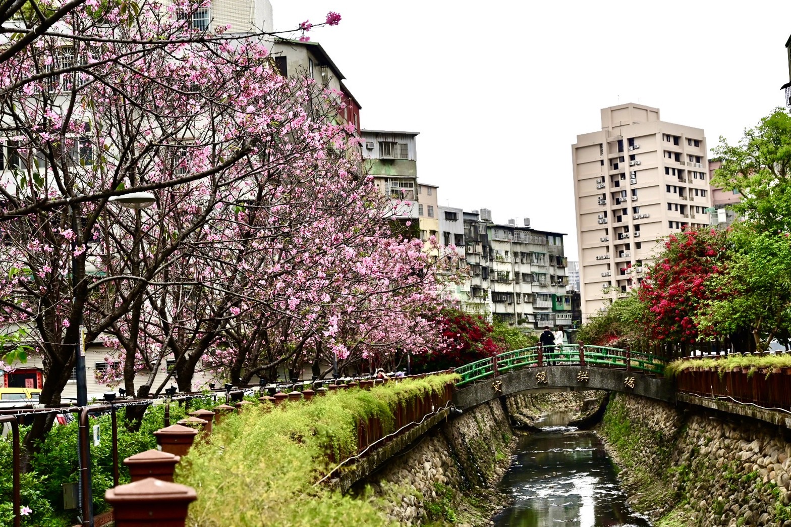 希望之河櫻花照