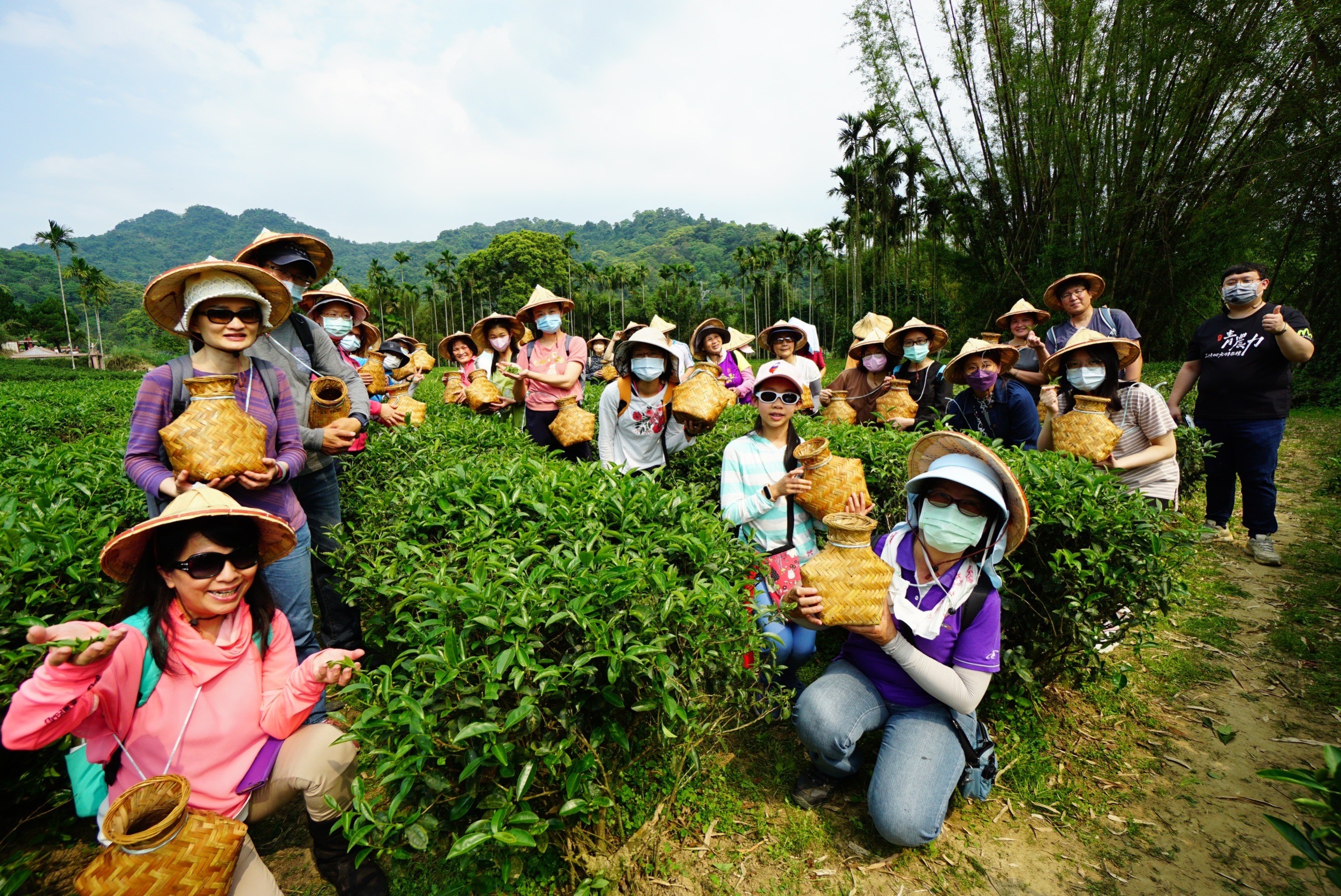 三峽茶鄉輕旅行(資料照片)