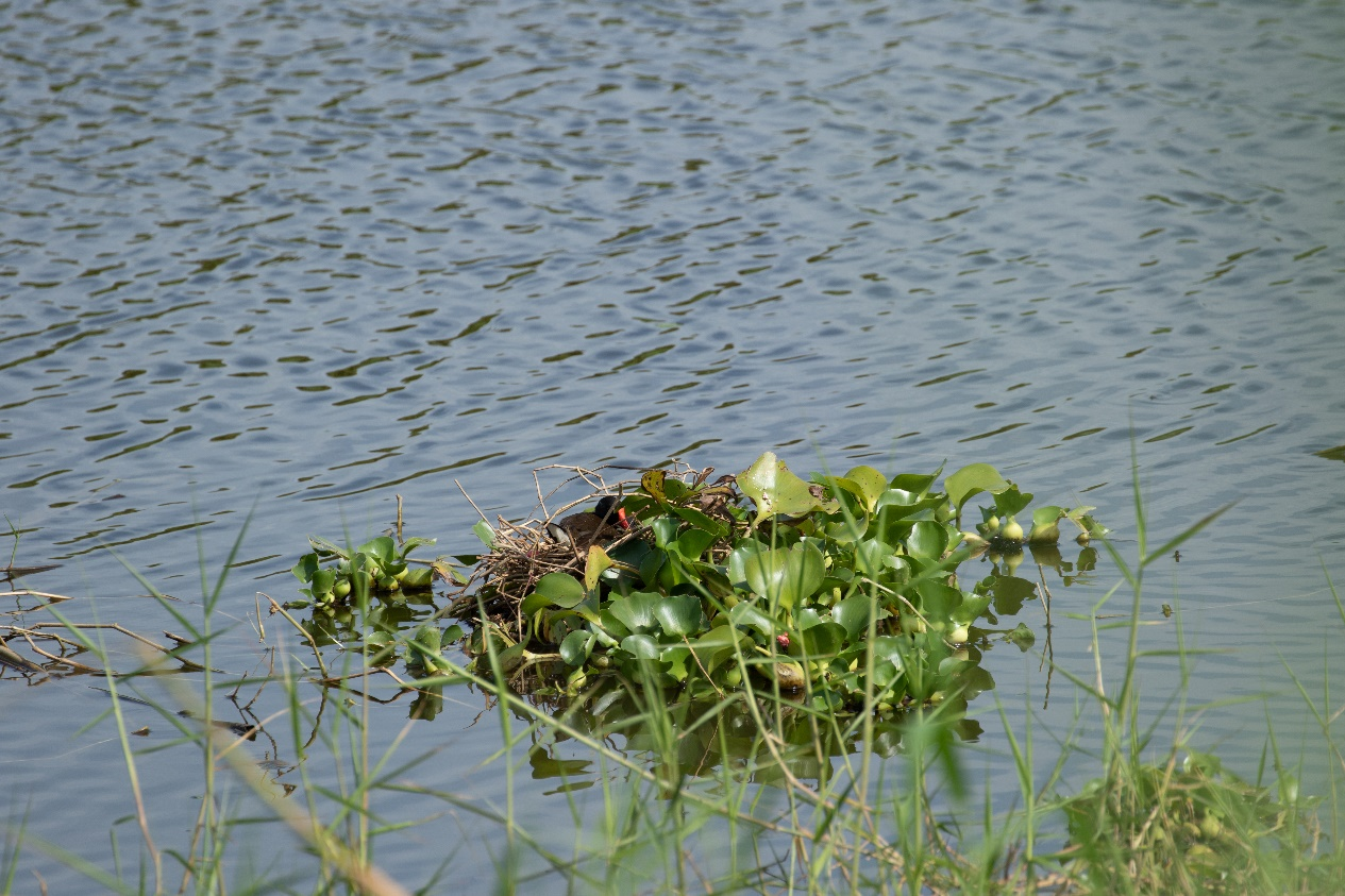 在浮水植物&mdash;布袋蓮上築巢的紅冠水雞