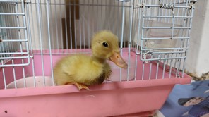 帶回動保處經獸醫檢查精神及健康狀況一切正常良好