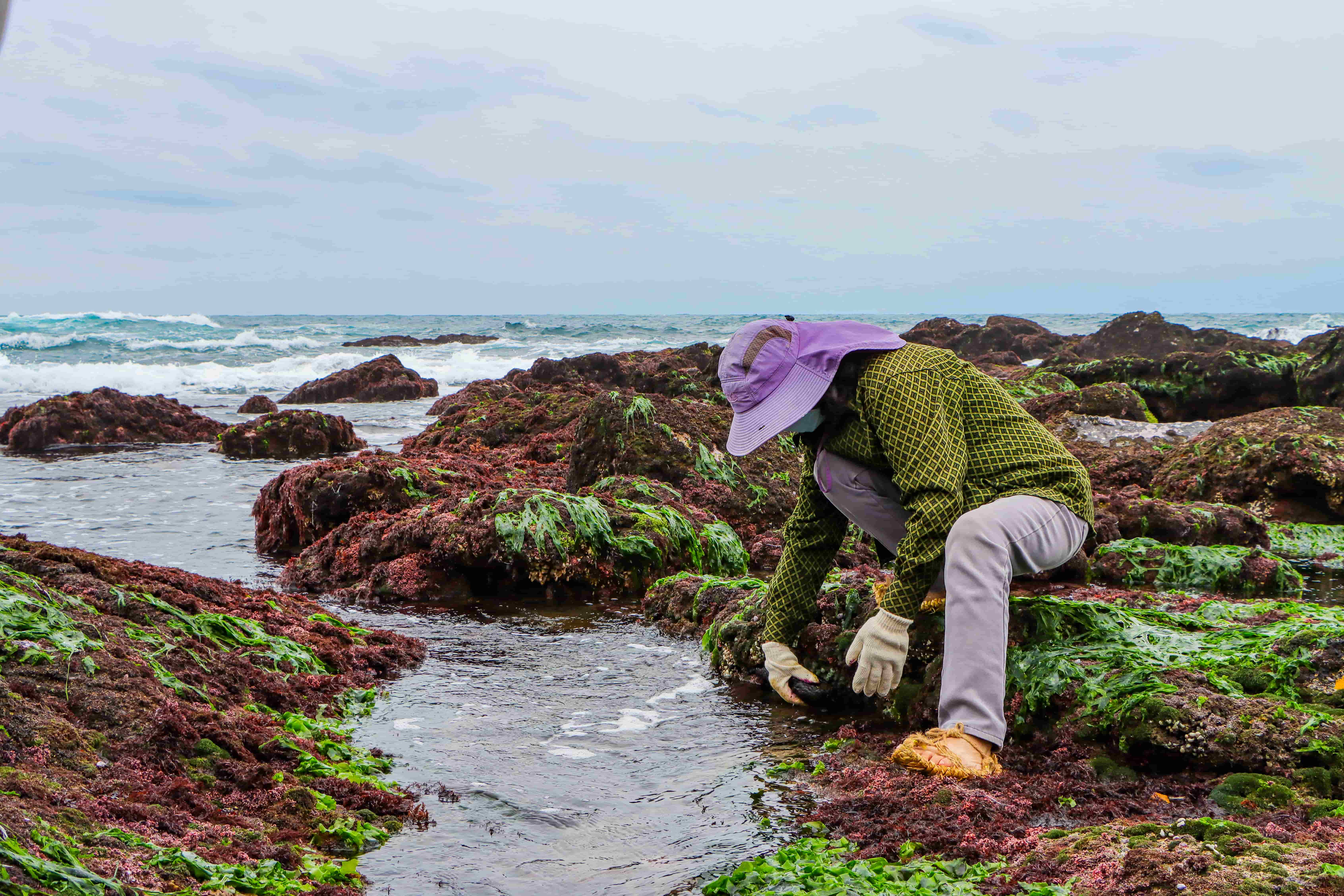 跟著海女在海蝕平台上探索潮間帶各類生物，是春季的限定體驗