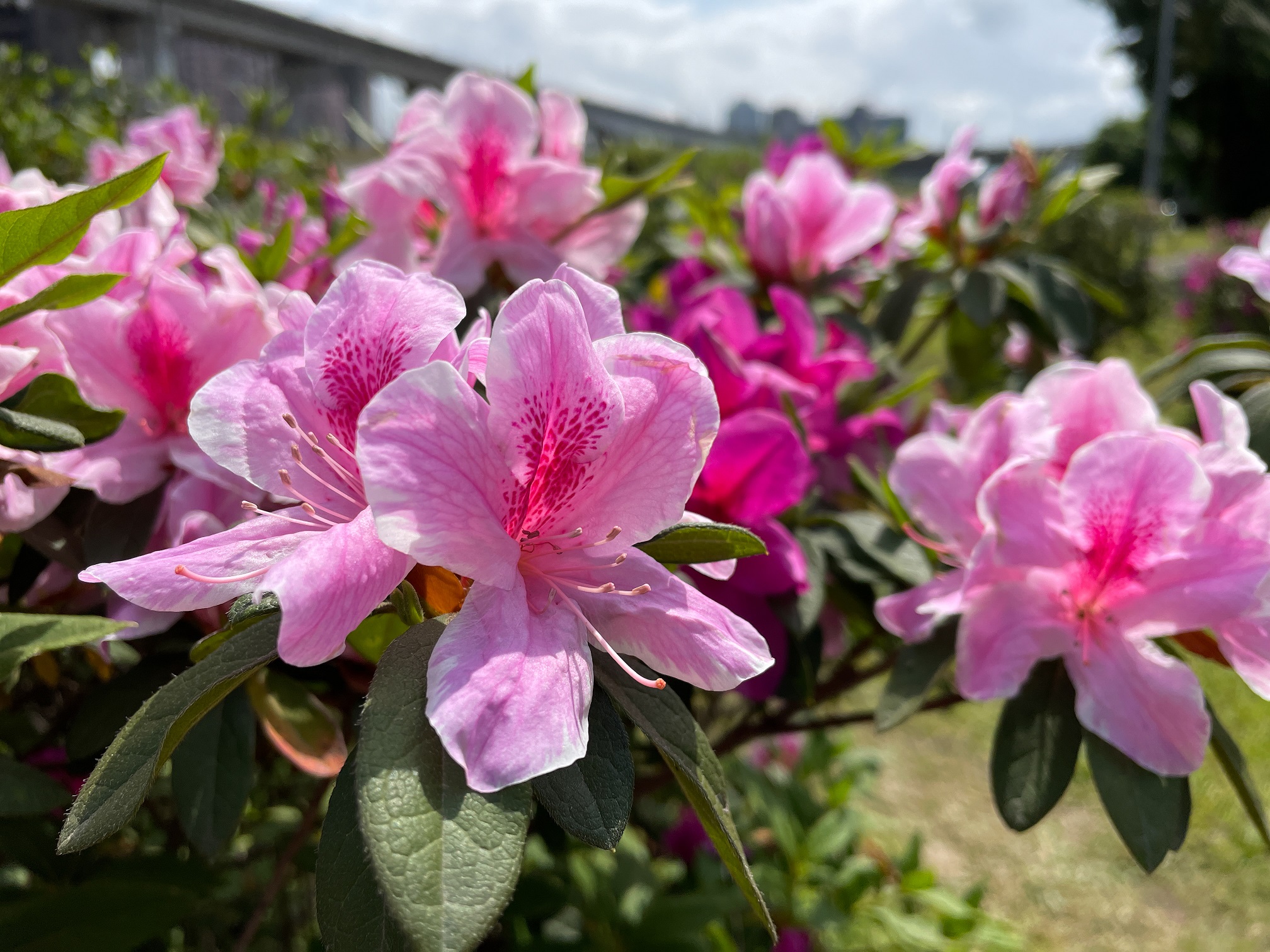 8.色彩鮮艷的杜鵑花層層堆疊交錯
