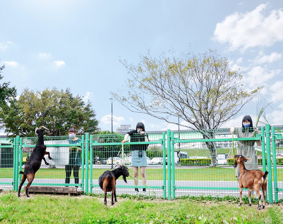 10.荷花公園附近熱門景點「親水公園羊咩咩的家」