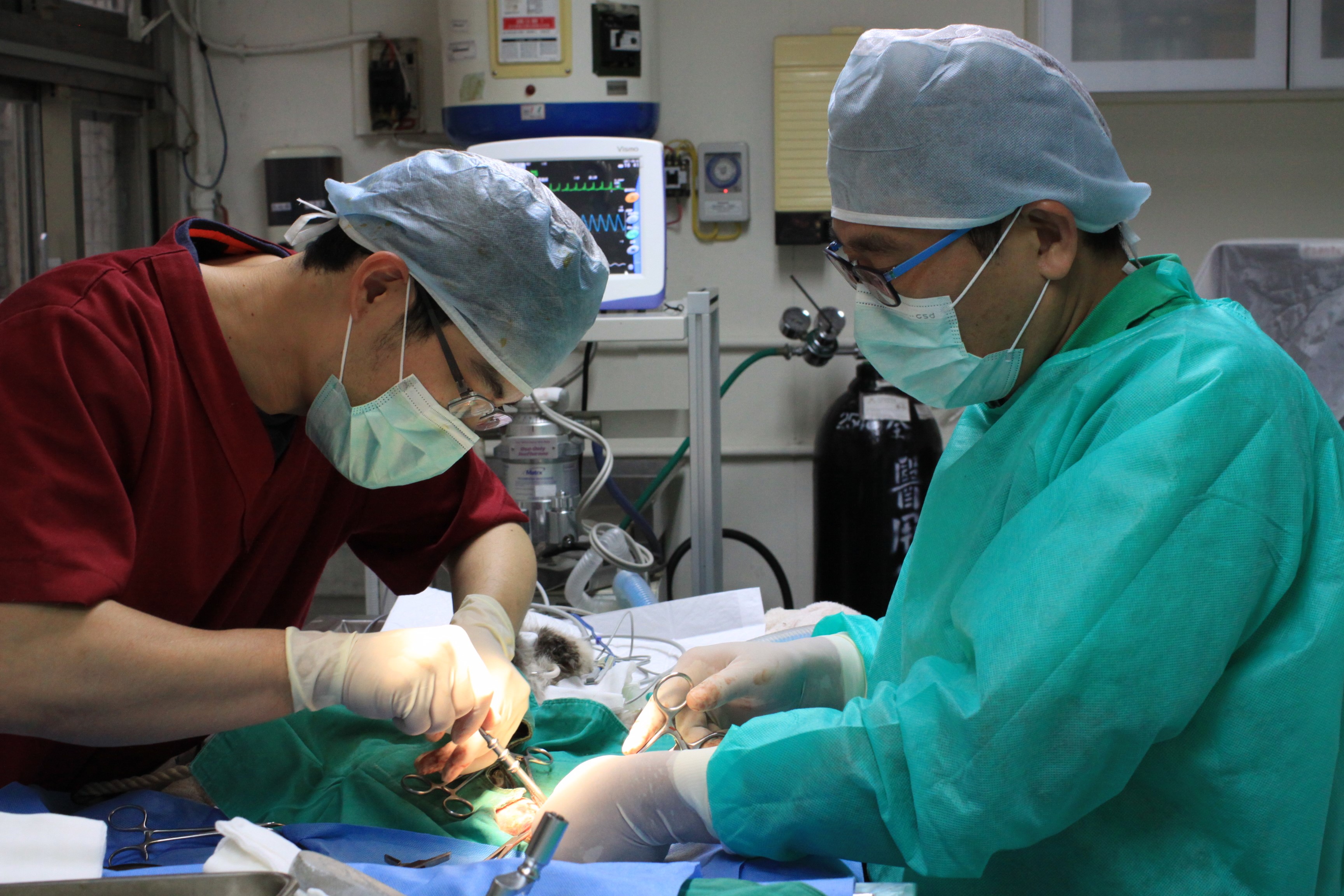 小貓左後肢大腿骨折手術中.