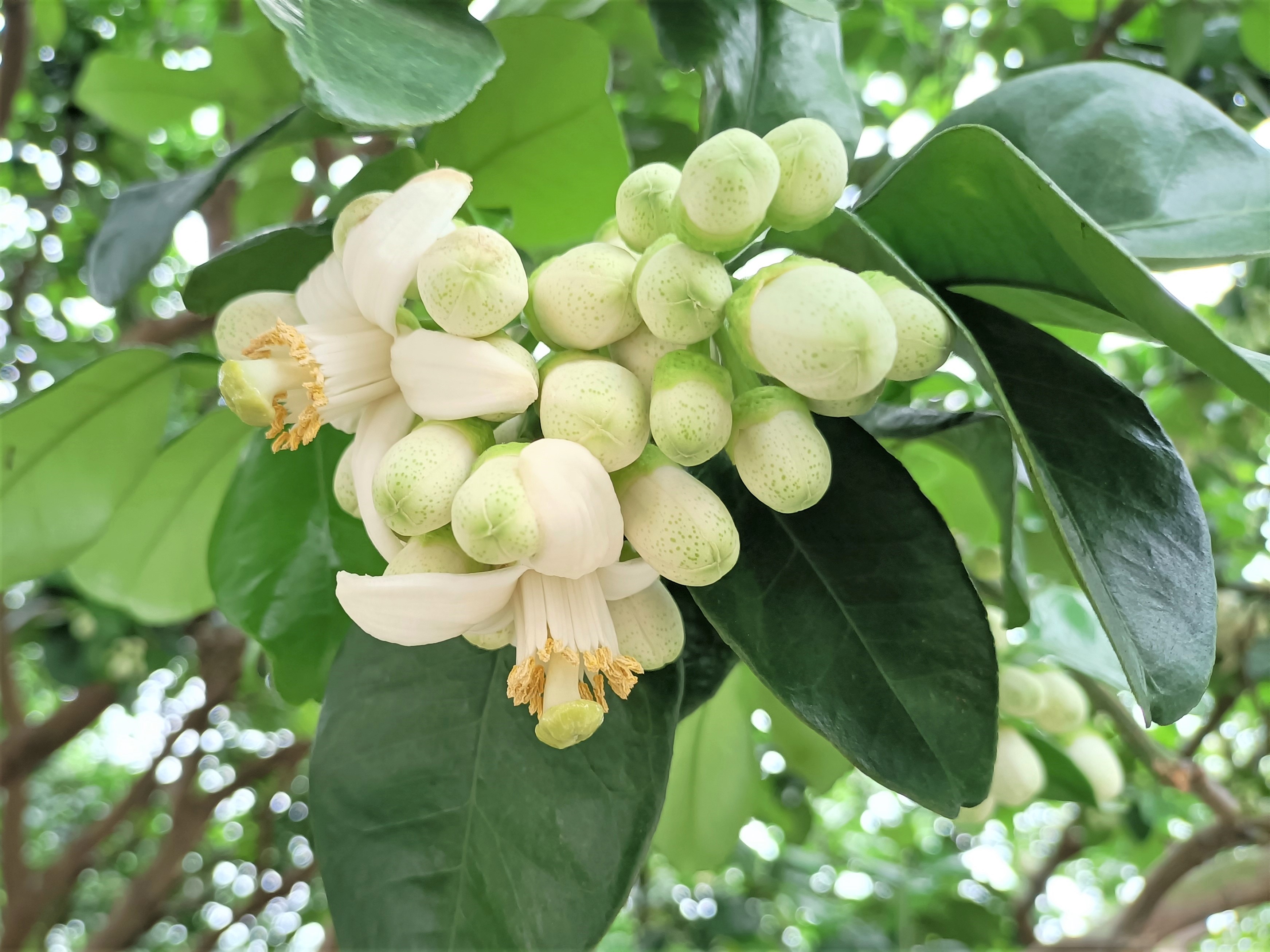 八里柚花開，柚花在所有柑橘類中最為碩大，開花時具有濃郁花香