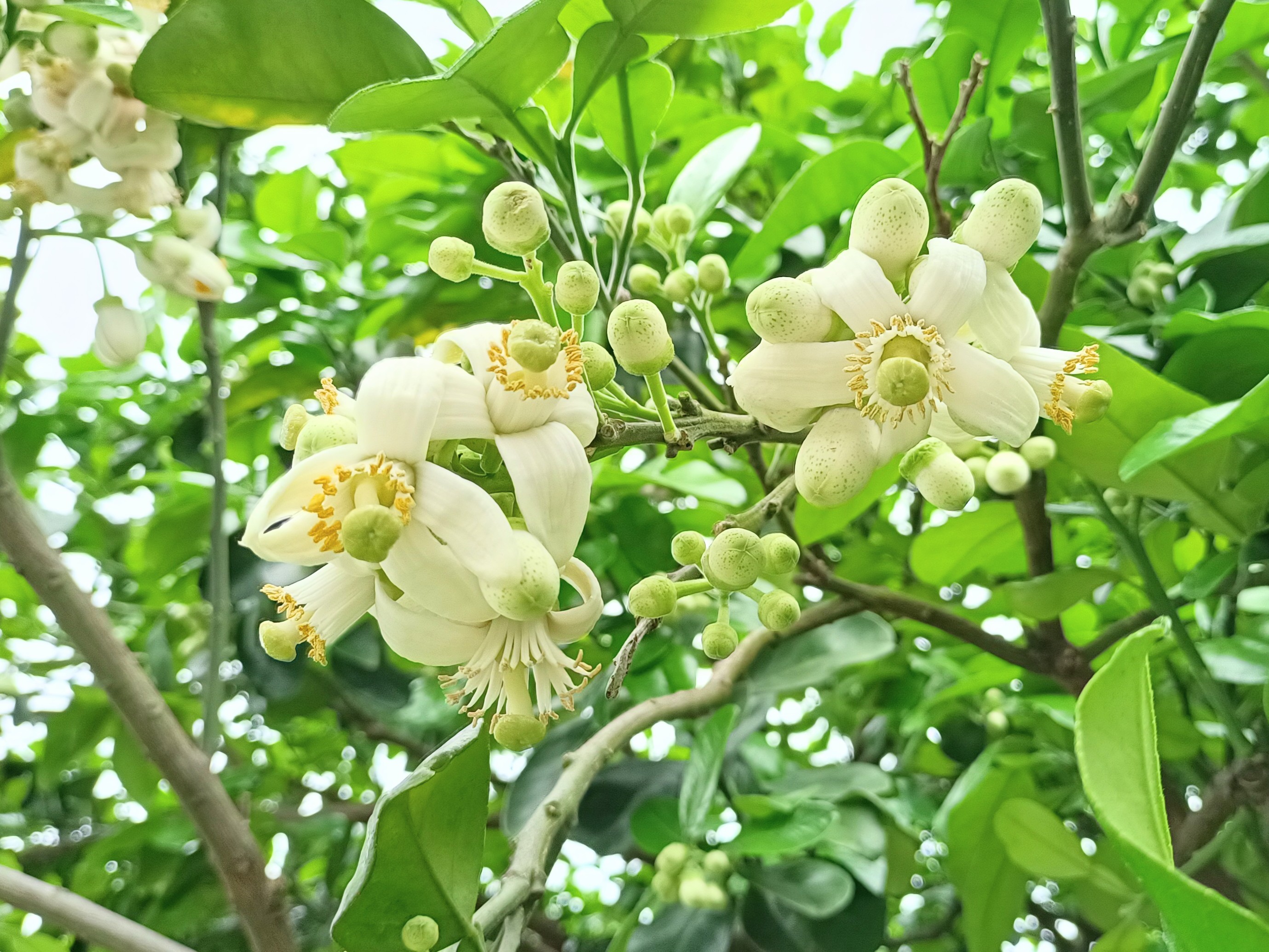 文旦柚花色潔白，開花時具有濃郁花香