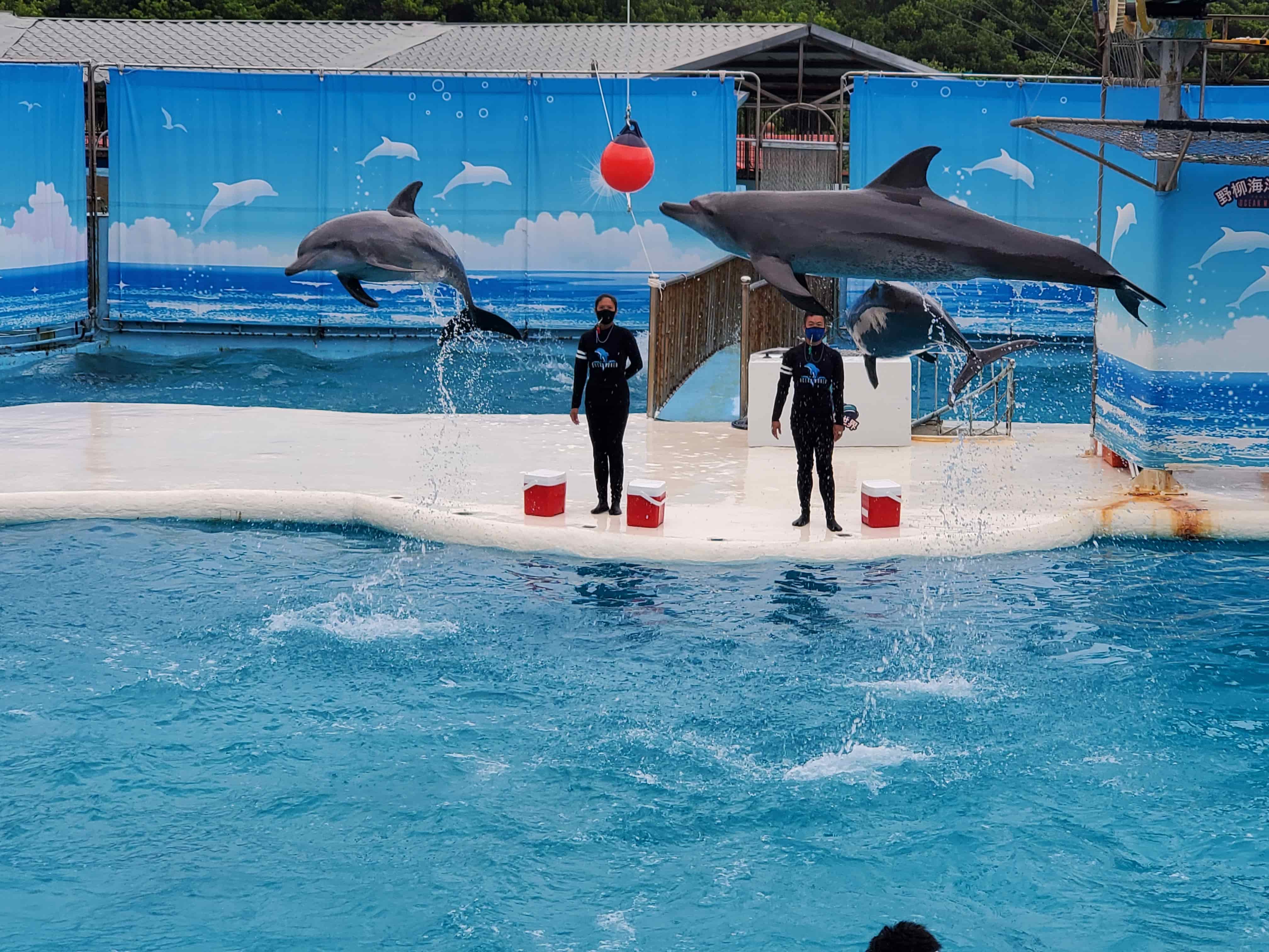 野柳海洋世界海豚表演秀，是北臺灣可以近距離觀察到海洋生物的觀光遊樂業