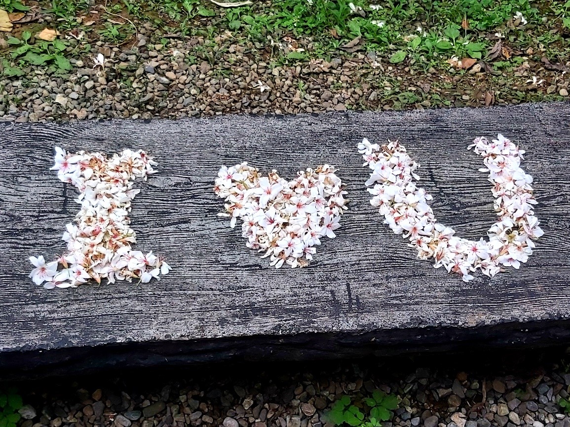浪漫雪白花 用桐花排字表達情意