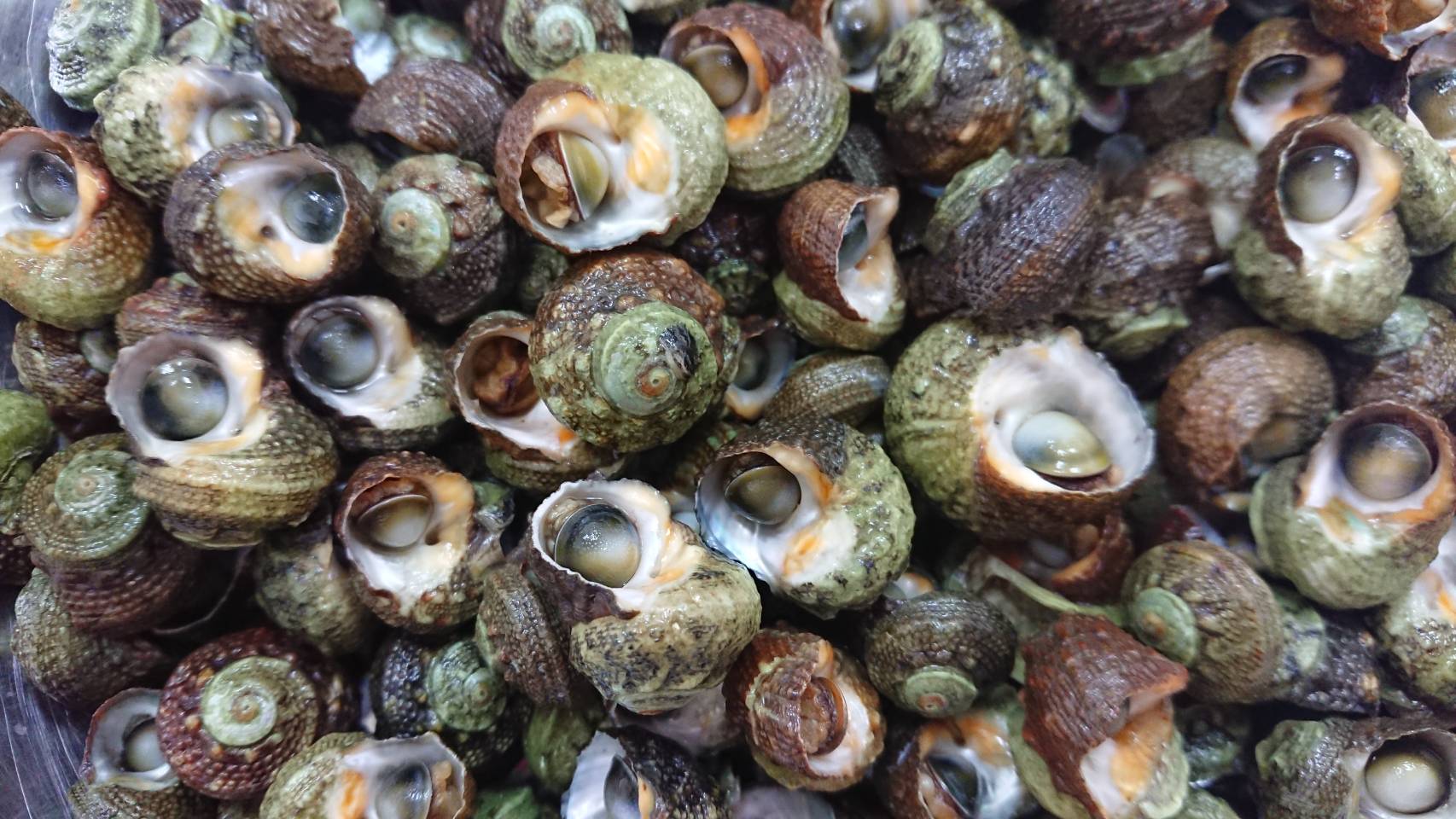吐沙處理後煮熟的珠螺