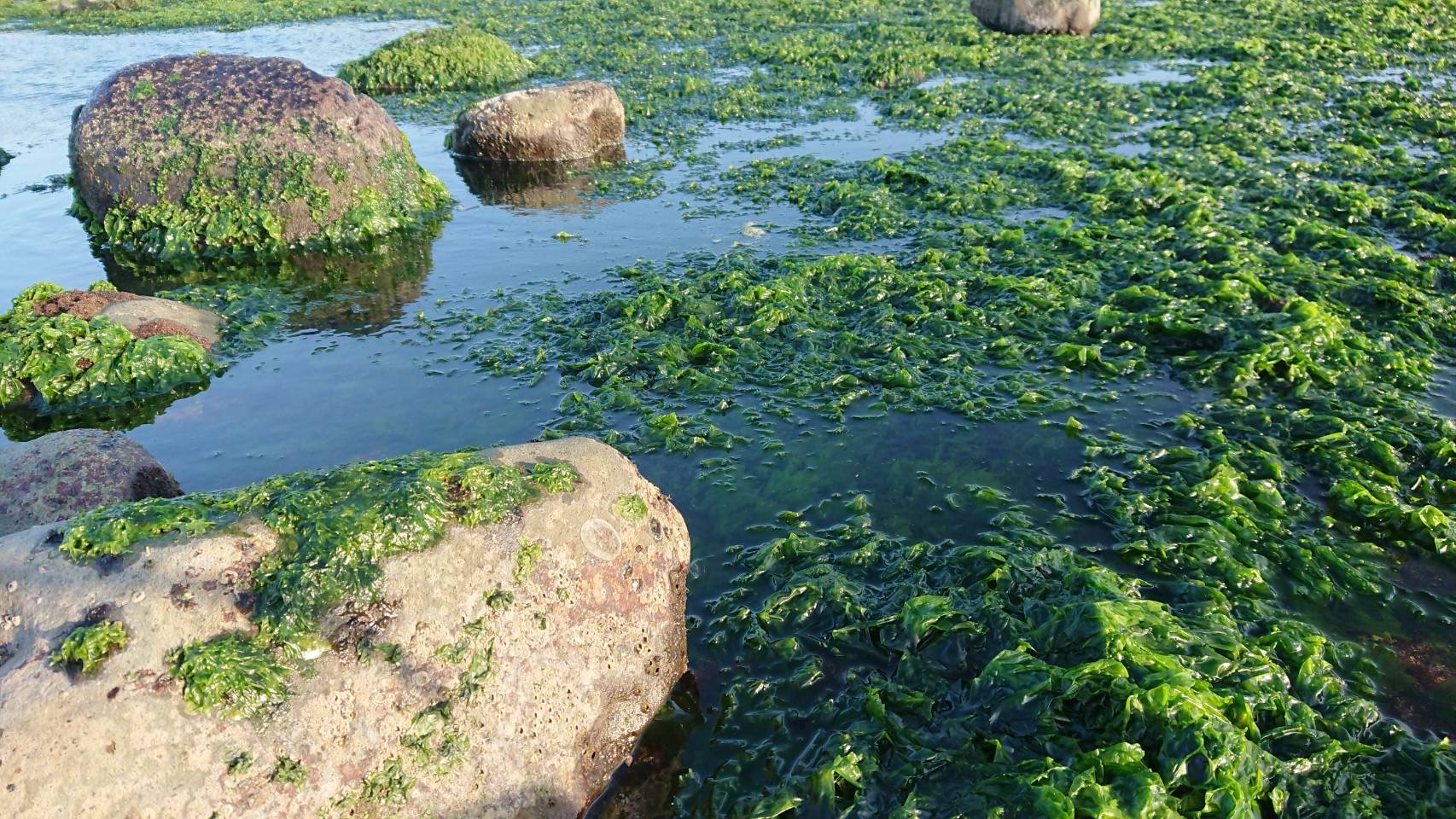 珠螺棲息在沿海潮間帶及潮池，以岩礁上的海藻為食，在北海岸岩礁潮間帶可採集到珠螺
