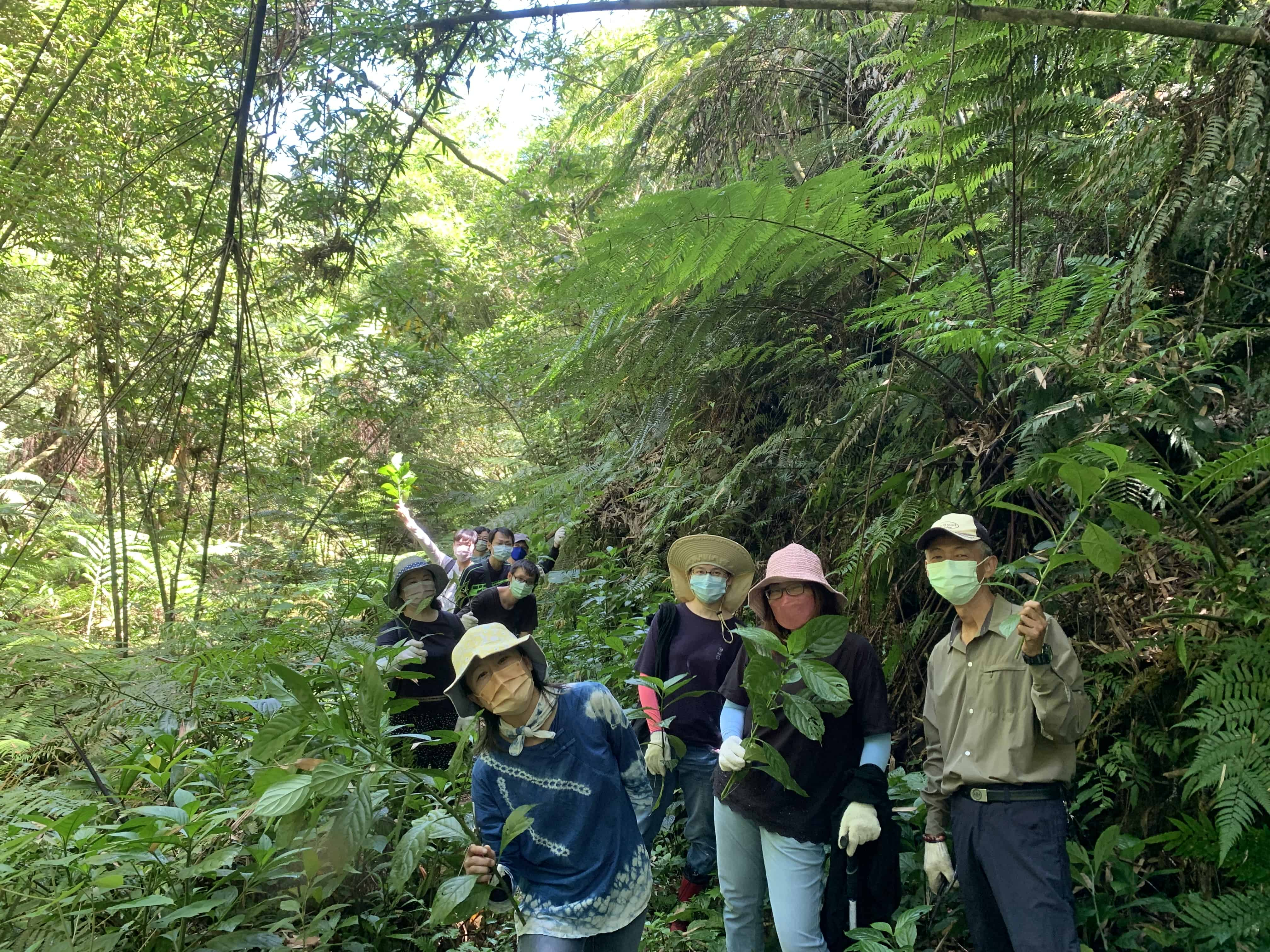 帶遊客到三峽登山步道健行與採集染草